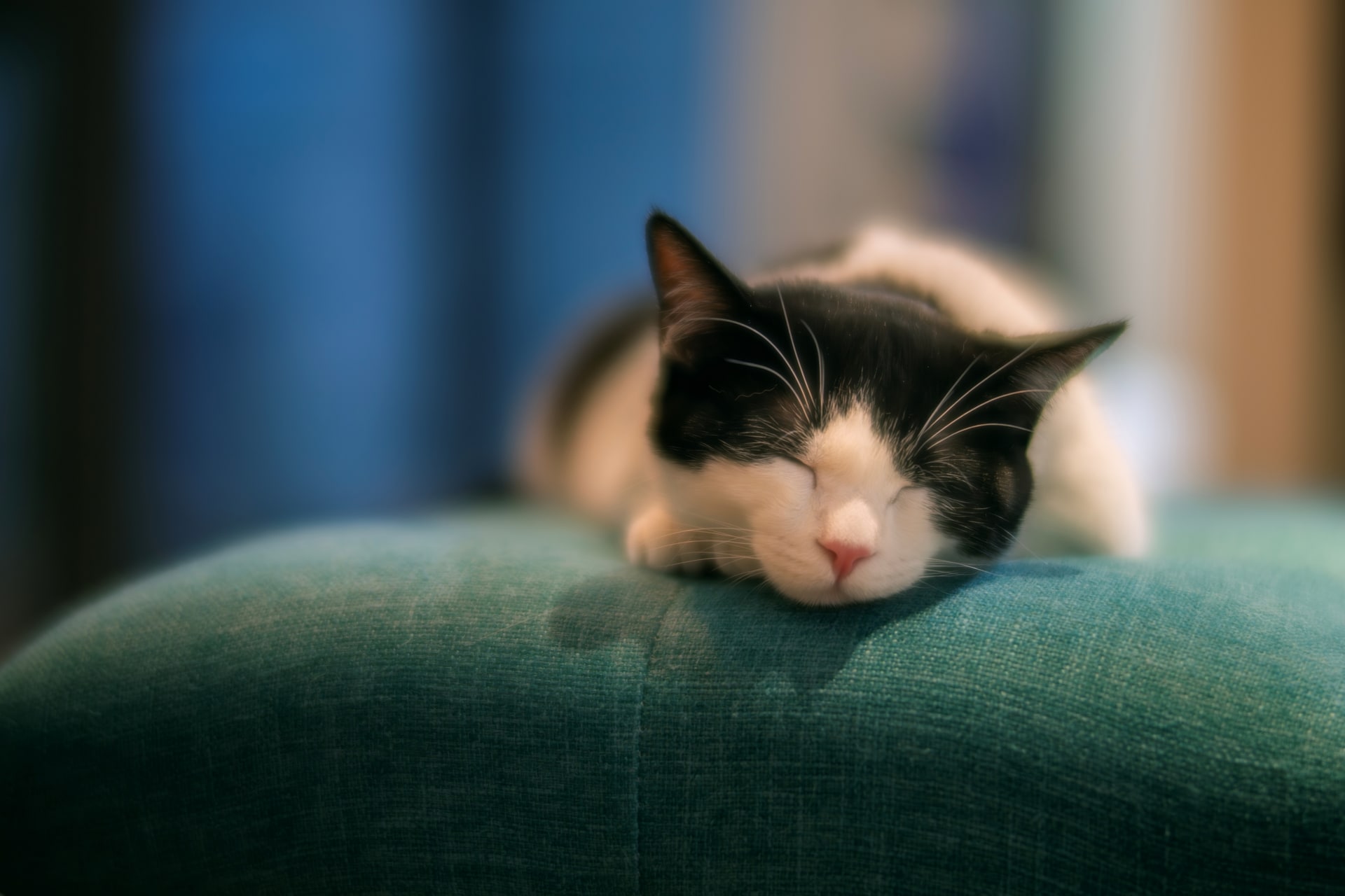 サンプル画像（提供：焦点工房）