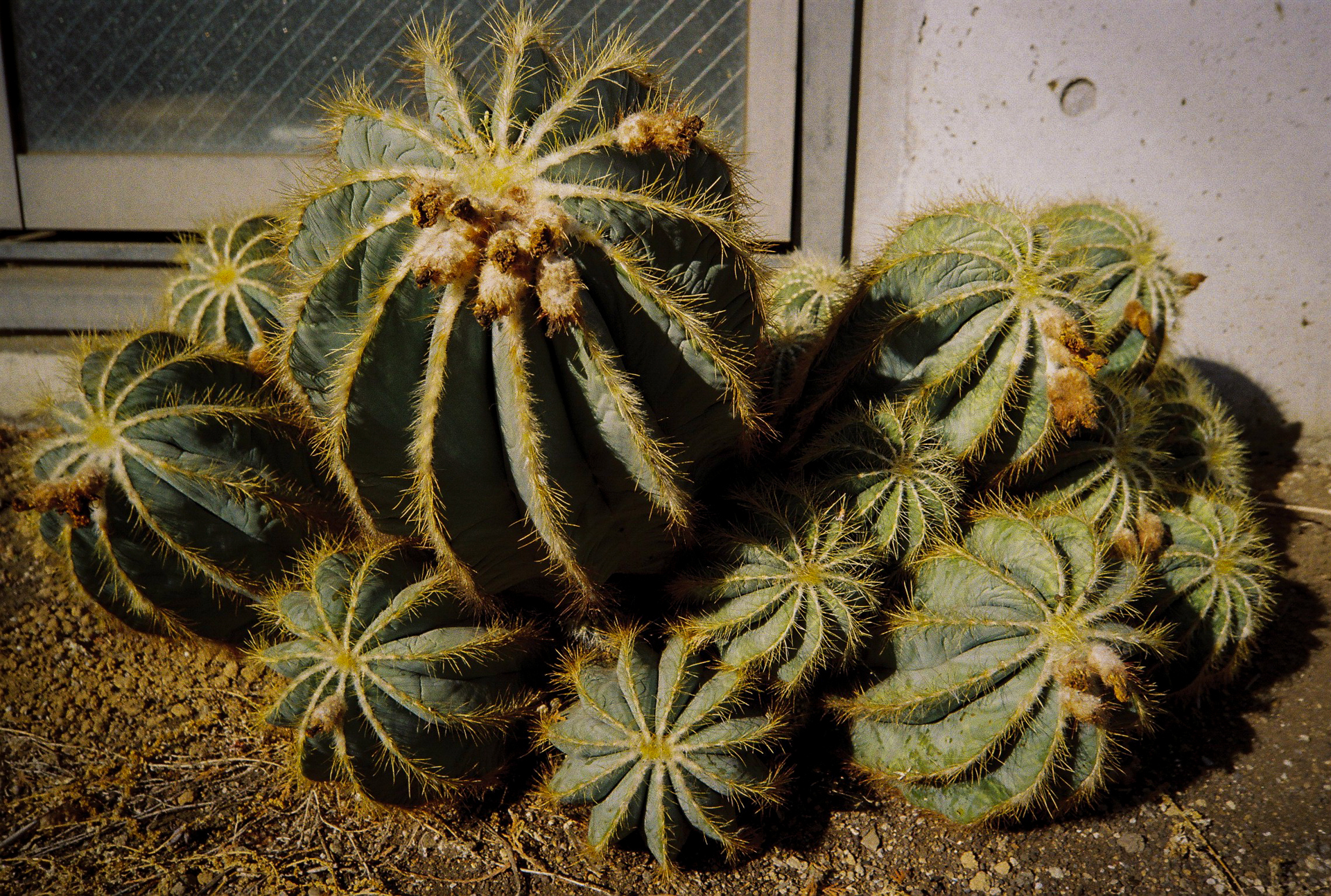 最短撮影距離0.4mで撮影しています。AFは不安だったのでMFに切り替えました。まだ目測の勘は衰えてないですね（笑）。嘘です。怖いから絞って被写界深度を深くしていますが、うまくいきました。強みを感じる描写ですね。<br><span class="fnt-85">Lomo MC-A／MINITAR-II 32mm F2.8／絞り優先AE （F11）lomography Color Negative 35mm ISO 400</span>