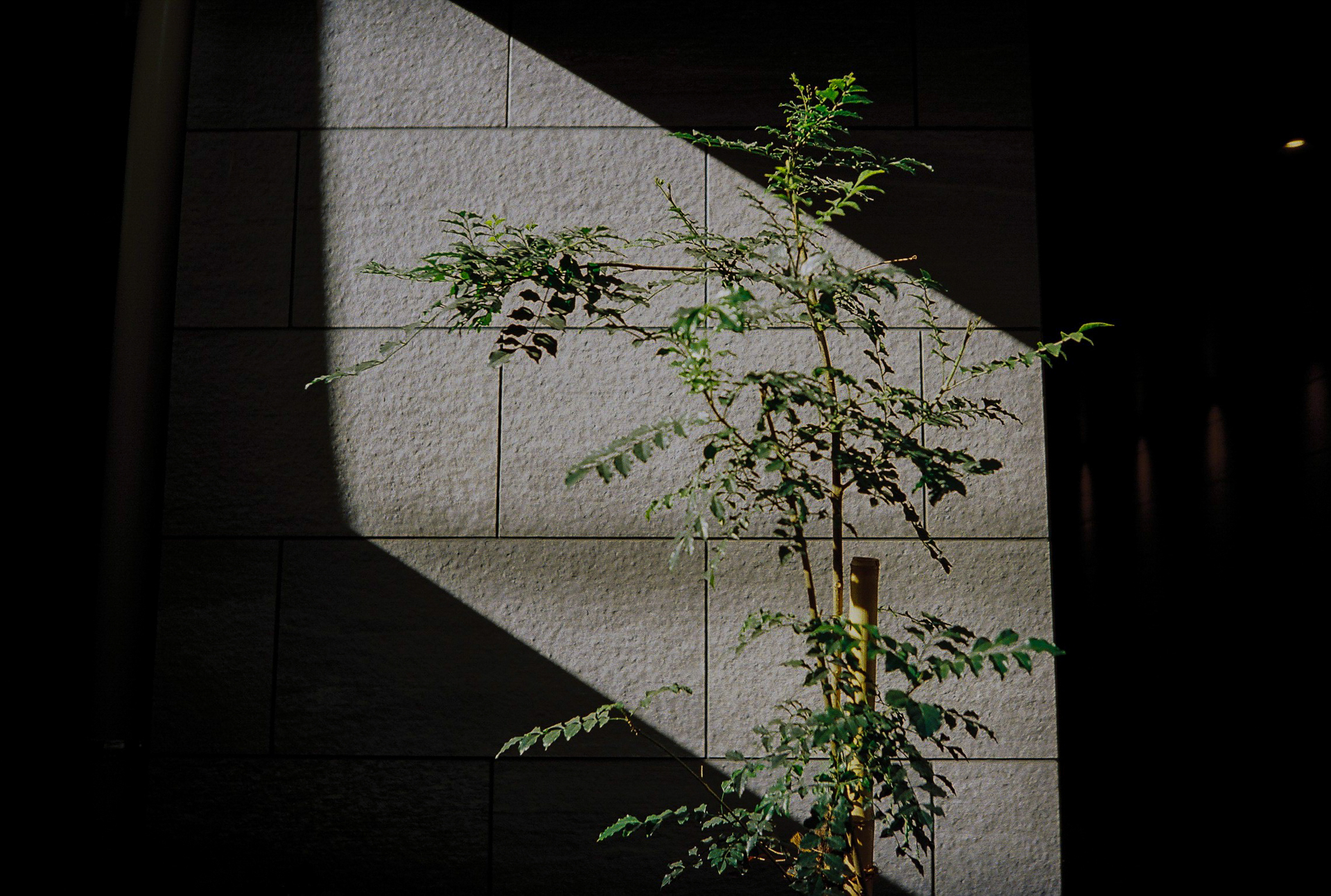 冬の都市の景色って、光がナナメなせいか美しく見えたりします。あまり考えずにシャッターを押しましたけど、露出もよい具合でした。<br><span class="fnt-85">Lomo MC-A／MINITAR-II 32mm F2.8／プログラムAE／lomography  Color Negative 35mm ISO 800</span>