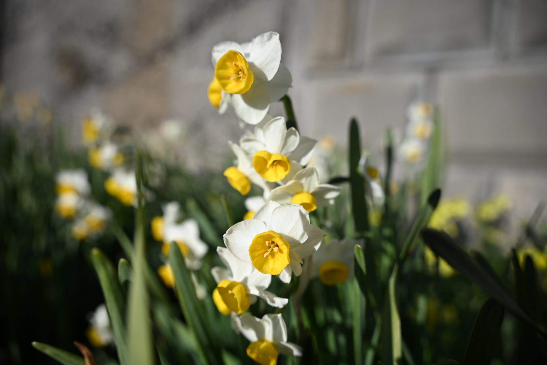 ニコン Z5II／NIKKOR Z 24-105mm f/4-7.1／24mm／絞り優先AE（1/1,250秒、F4.0、+0.3EV）／ISO 100