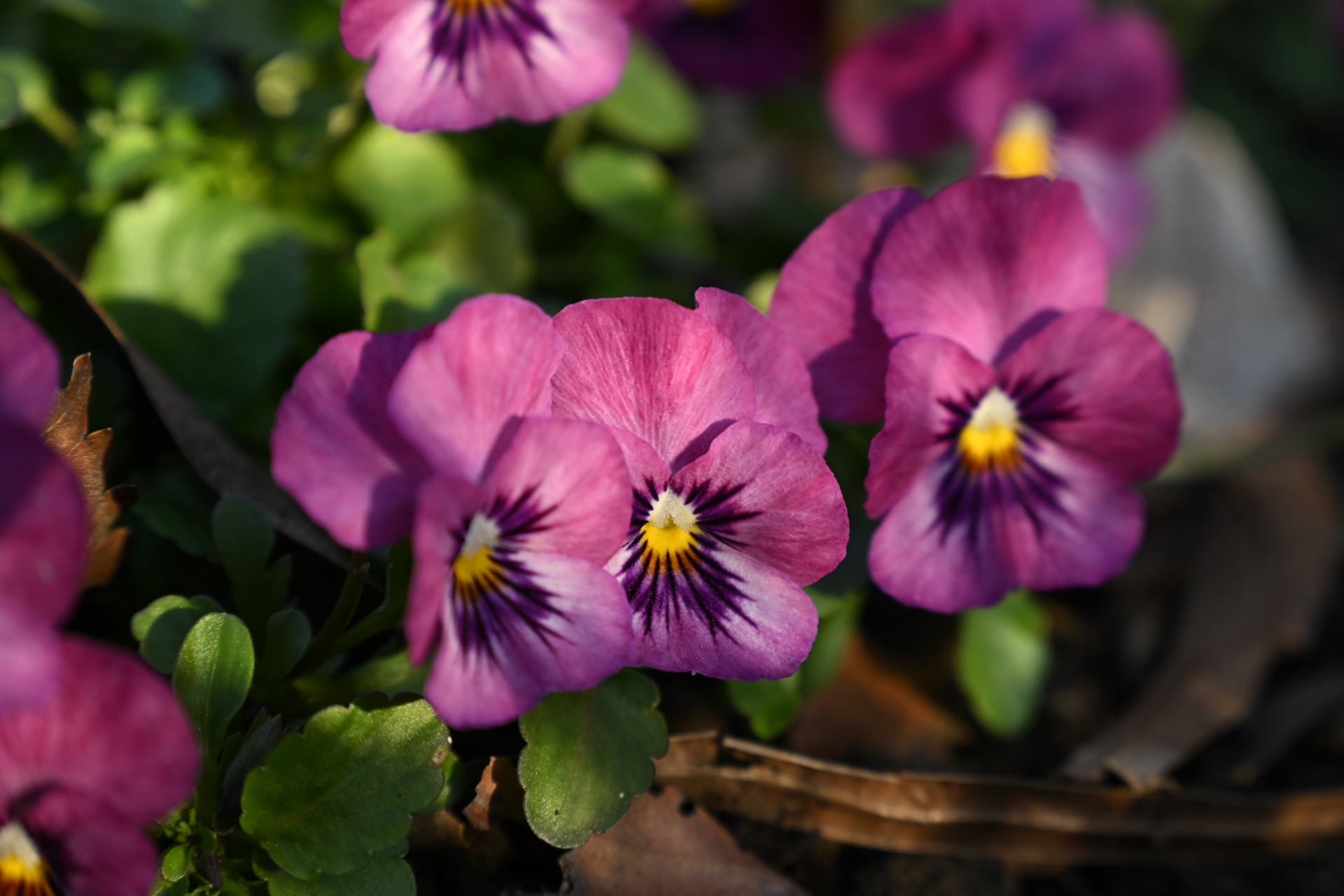 ニコン Z5II／NIKKOR Z 24-105mm f/4-7.1／105mm／絞り優先AE（1/125秒、F7.1、±0.0EV）／ISO 220