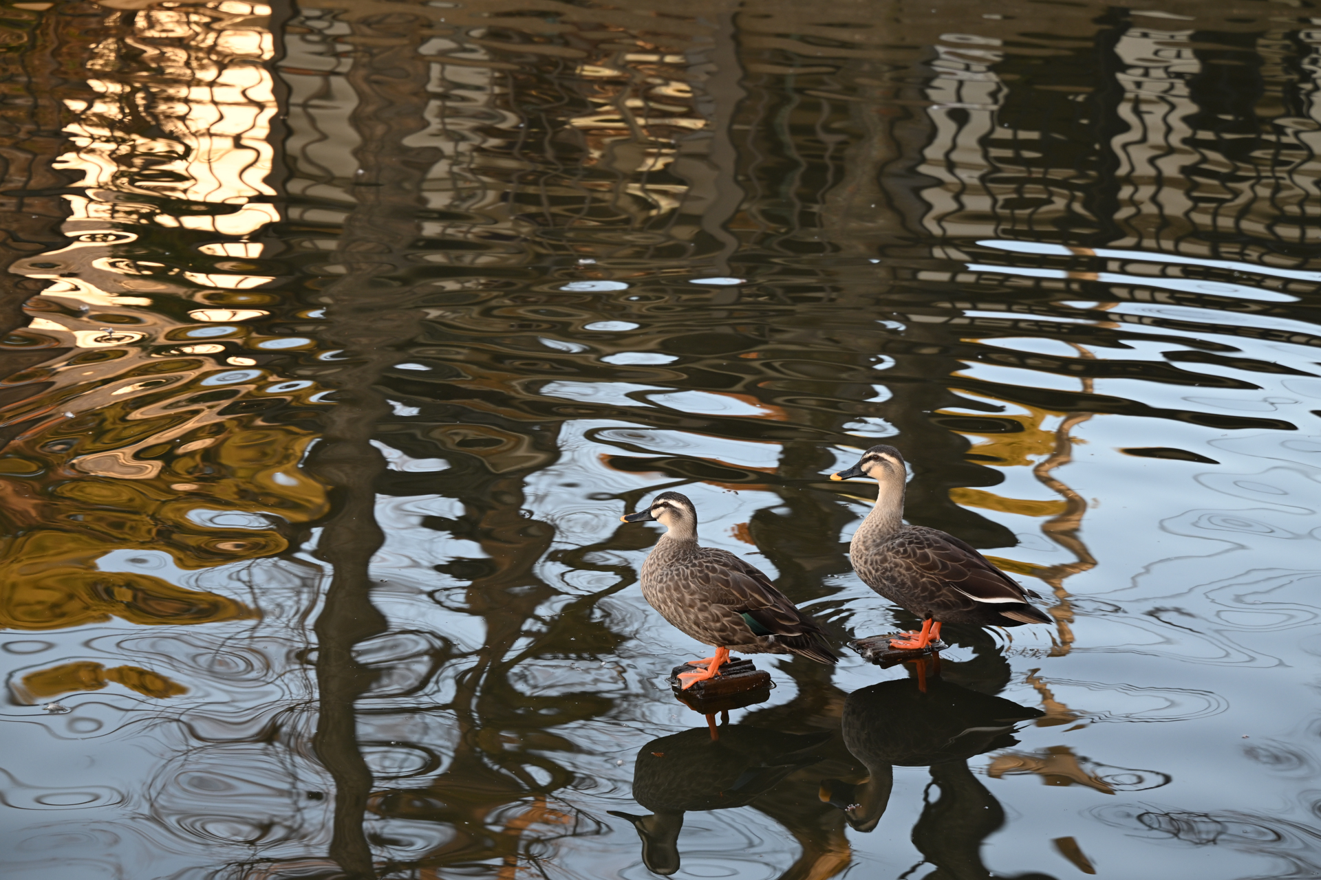 ニコン Z5II／NIKKOR Z 24-105mm f/4-7.1／105mm／絞り優先AE（1/125秒、F7.1、±0.0EV）／ISO 220