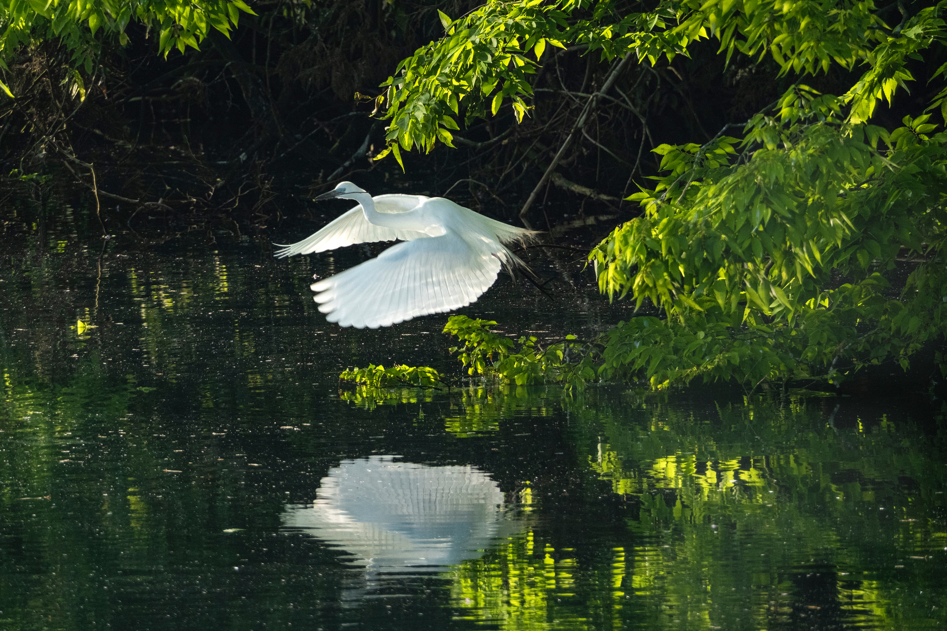 超望遠レンズで、ダイサギの美しい飛翔を狙う。脚はがっしりした「LS-364C」を使い、雲台はカメラを自由自在に動かすために「G4」を選んだ。ダイサギが飛び立った瞬間から追いかけるように連写した<br><span class="fnt-85">富士フイルム X-H2S／XF150-600mmF5.6-8 R LM OIS WR／352mm（528mm相当）／マニュアル露出（F7.1、1/640秒）／ISO 1250／WB：晴天</span>