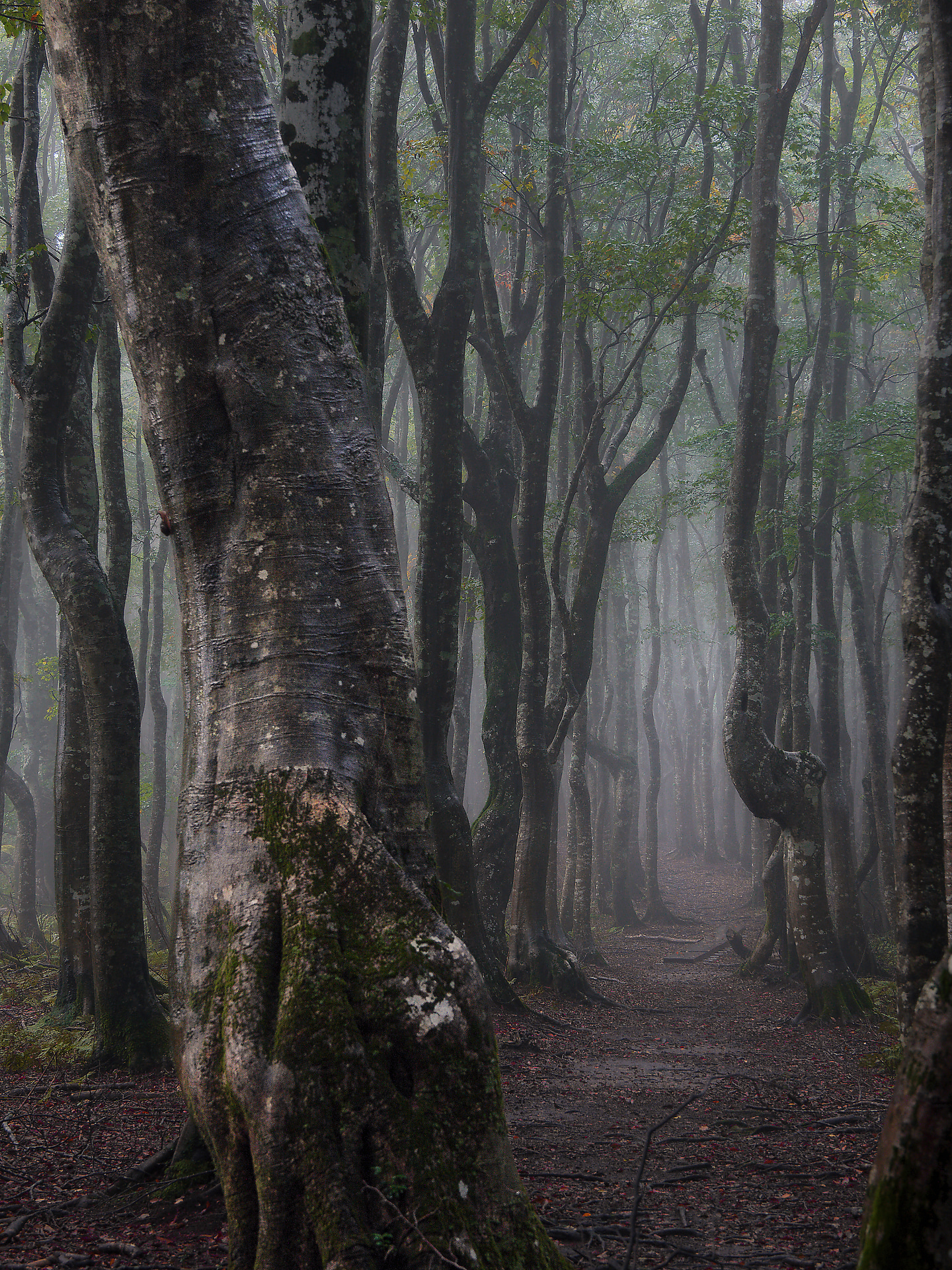 <span class="fnt-85">OMDS OM SYSTEM OM-1 Mark II／M.ZUIKO DIGITAL ED 12-100mm F4.0 IS PRO／44mm（88mm相当）／マニュアル露出（F8、1/8秒）／ISO 200／WB：オート</span>