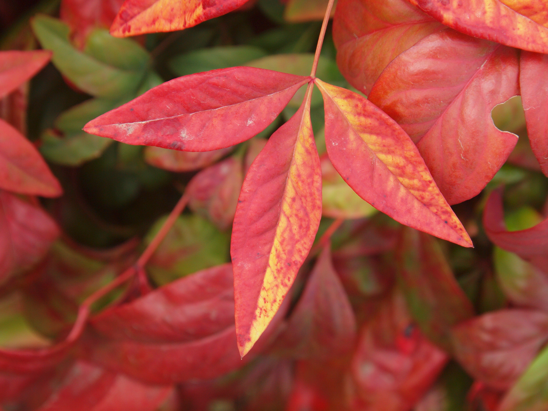 こうした赤色の発色はどうなのかということで撮影してみました。品位の高い再現で安心です。<br><span class="fnt-85">オリンパス E-620／LEICA D VARIO-ELMAR 14-50mm F3.8-5.6／50mm（100mm相当）／絞り優先AE（1/200秒、F10、−0.7EV）／ISO 400</span>