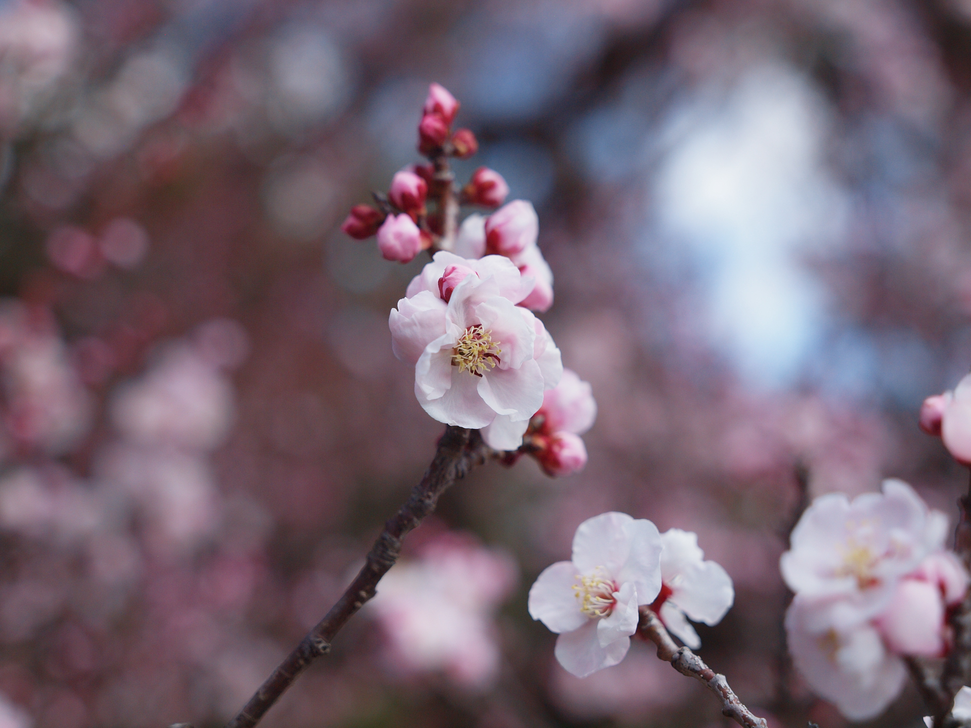 すでに東京は梅がたくさん咲いておりますね。ズームとは思えない描写ですが、レンズ性能がいいとフォーマットサイズのことを忘れます。<br><span class="fnt-85">オリンパス E-620／ZUIKO DIGITAL ED 14-35mm F2.0 SWD／35mm（70mm相当）／絞り優先AE（1/4,000秒、F2.2、−0.7EV）／ISO 200</span>