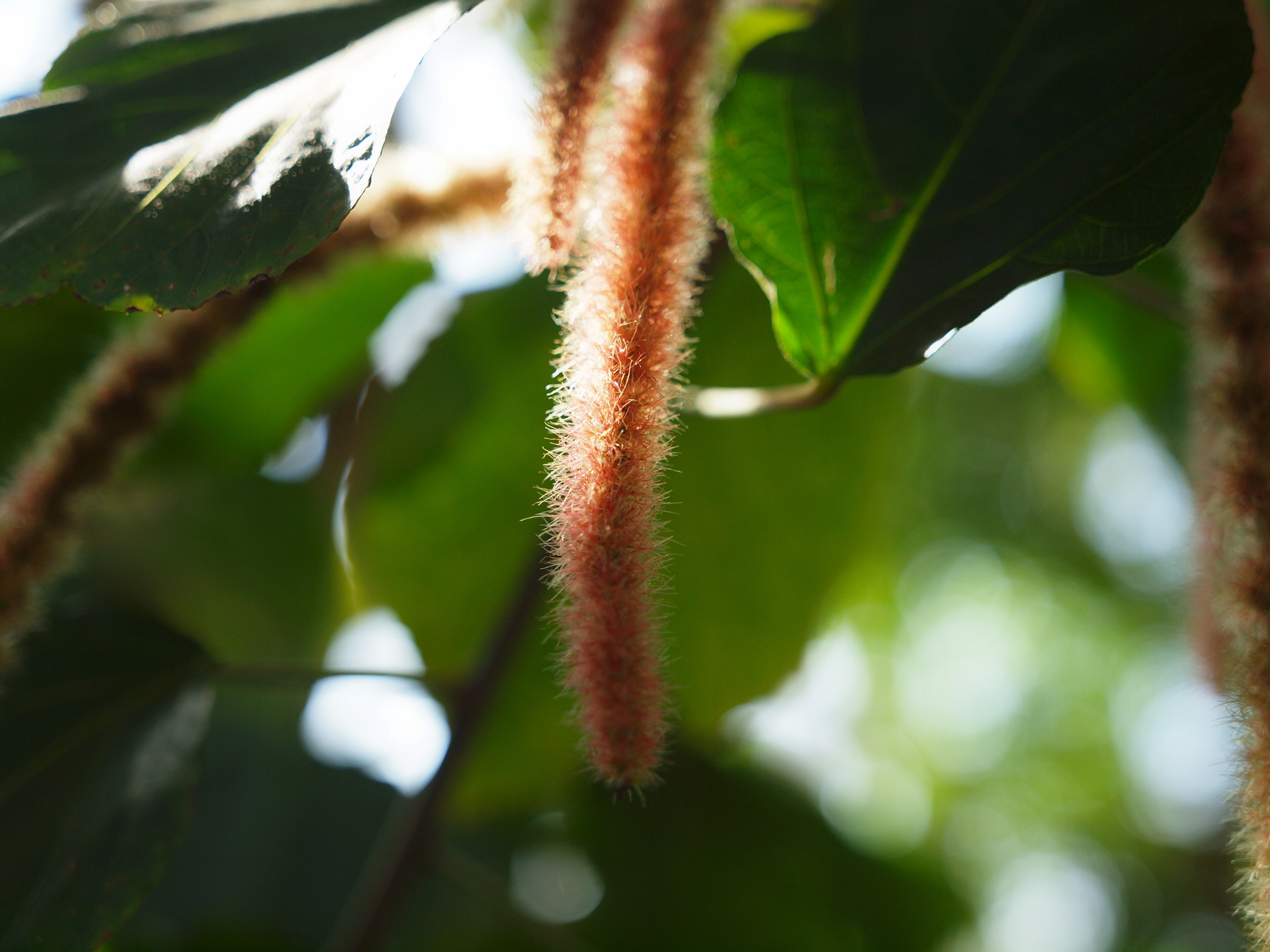 至近距離で絞り開放はどうよということで撮影してみます。高画質で泣きますね。<br><span class="fnt-85">オリンパス E-620／ZUIKO DIGITAL ED 14-35mm F2.0 SWD／35mm（70mm相当）／絞り優先AE（1/800秒、F2.0、±0.0EV）／ISO 200</span>