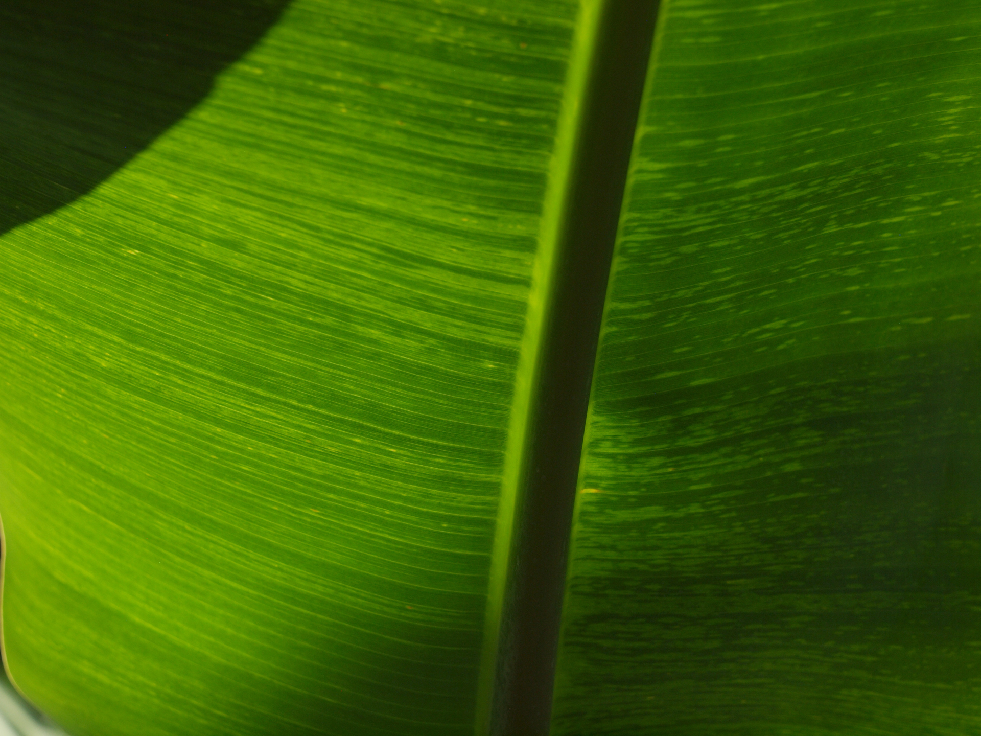 それでは葉脈とかどうよ、と言うことで透過光にて撮影。レンズ設計者と握手したいですね。<br><span class="fnt-85">オリンパス E-620／ZUIKO DIGITAL ED 14-35mm F2.0 SWD／35mm（70mm相当）／絞り優先AE（1/400秒、F4.5、−1EV）／ISO 200</span>