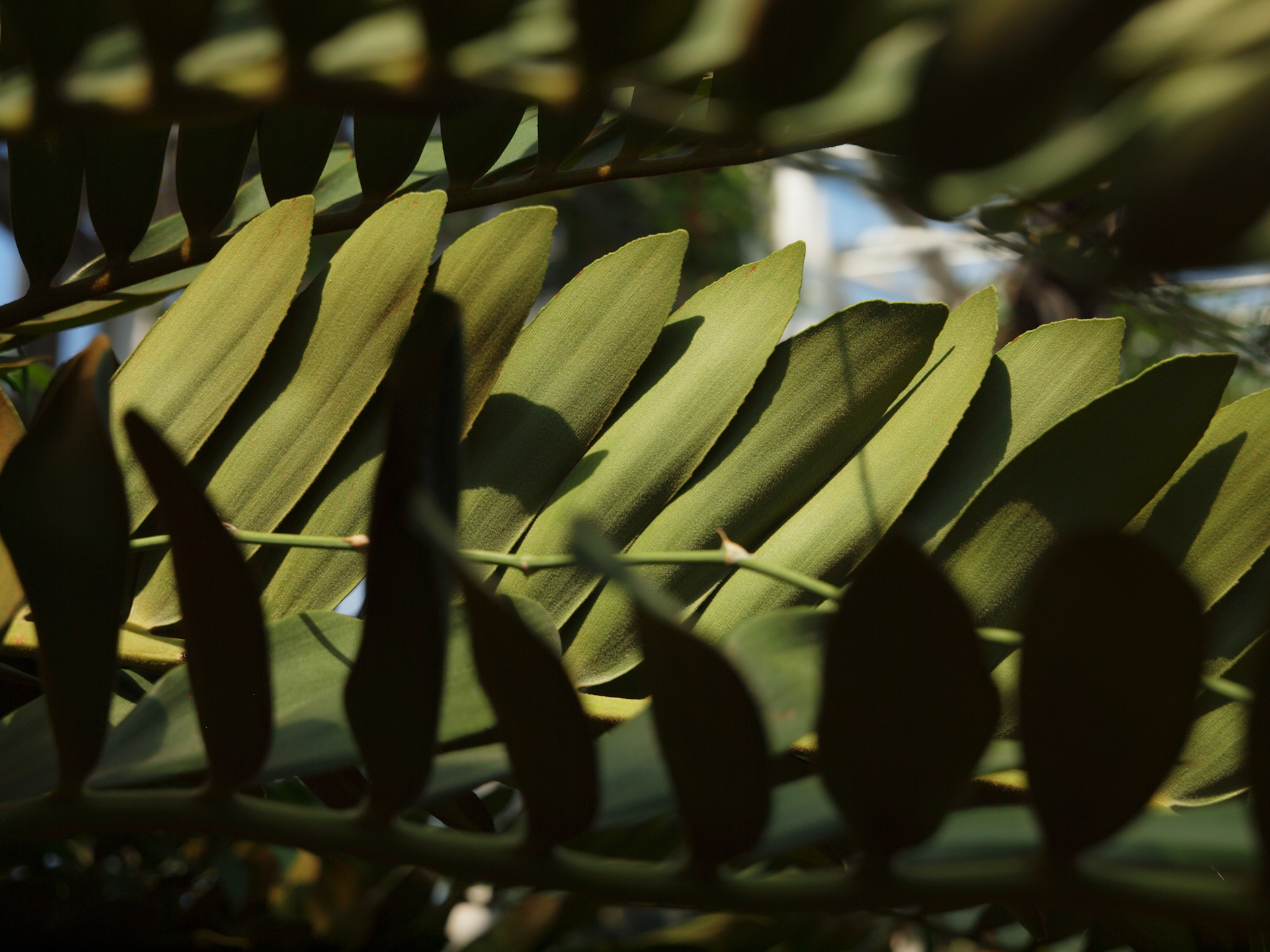 後ボケがいいんだから前ボケはどないですかということで試します。これも自然です。完璧ですね。<br><span class="fnt-85">オリンパス E-620／ZUIKO DIGITAL ED 14-35mm F2.0 SWD／35mm（70mm相当）／絞り優先AE（1/1,250秒、F3.2、−1EV）／ISO 200</span>