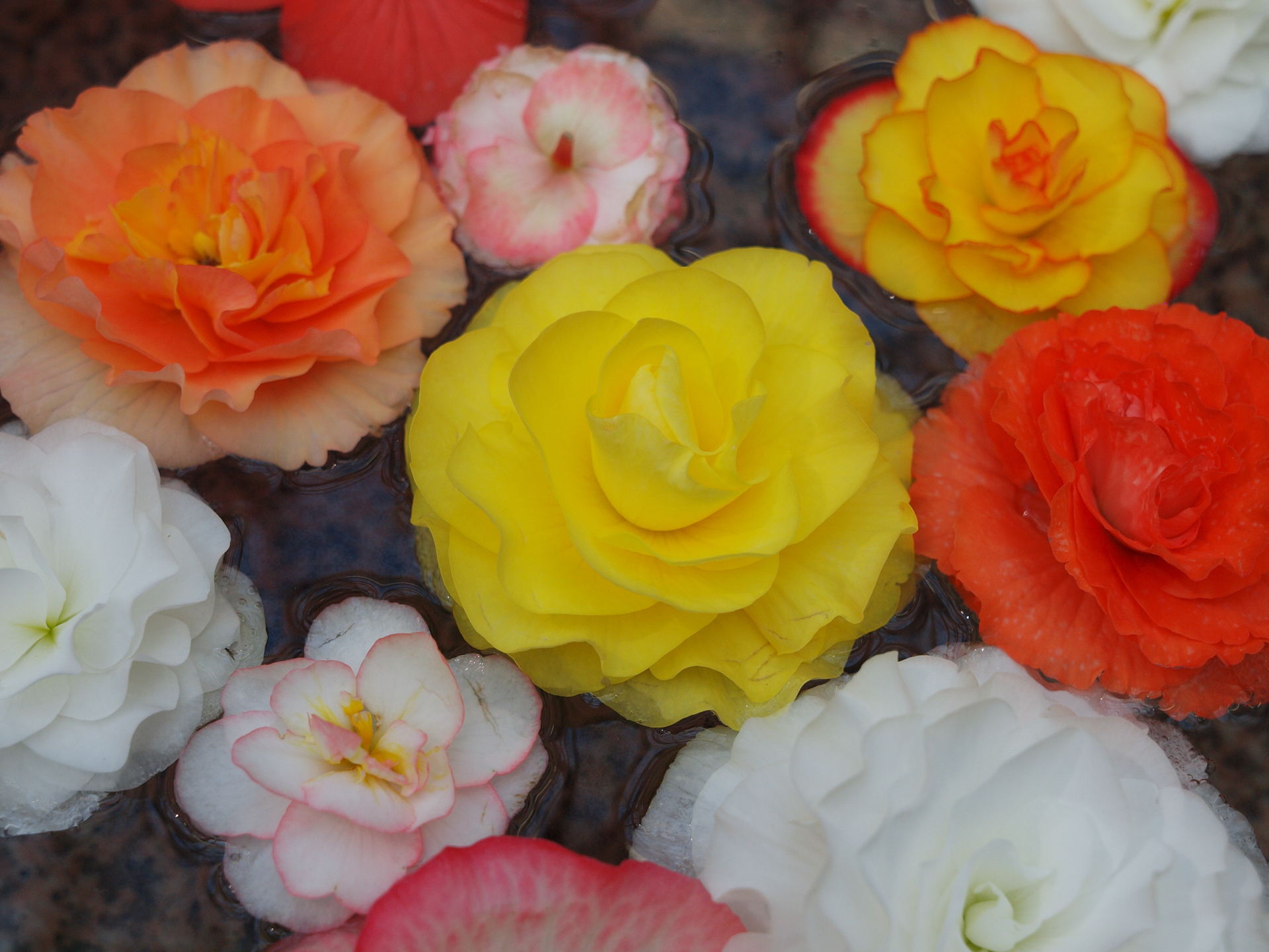 花びらのような、エッジに鋭さがないものでもきっちり線が描写されると嬉しいのであります。<br><span class="fnt-85">オリンパス E-620／ZUIKO DIGITAL ED 14-35mm F2.0 SWD／35mm（70mm相当）／絞り優先AE（1/500秒、F3.2、±0.0EV）／ISO 200</span>