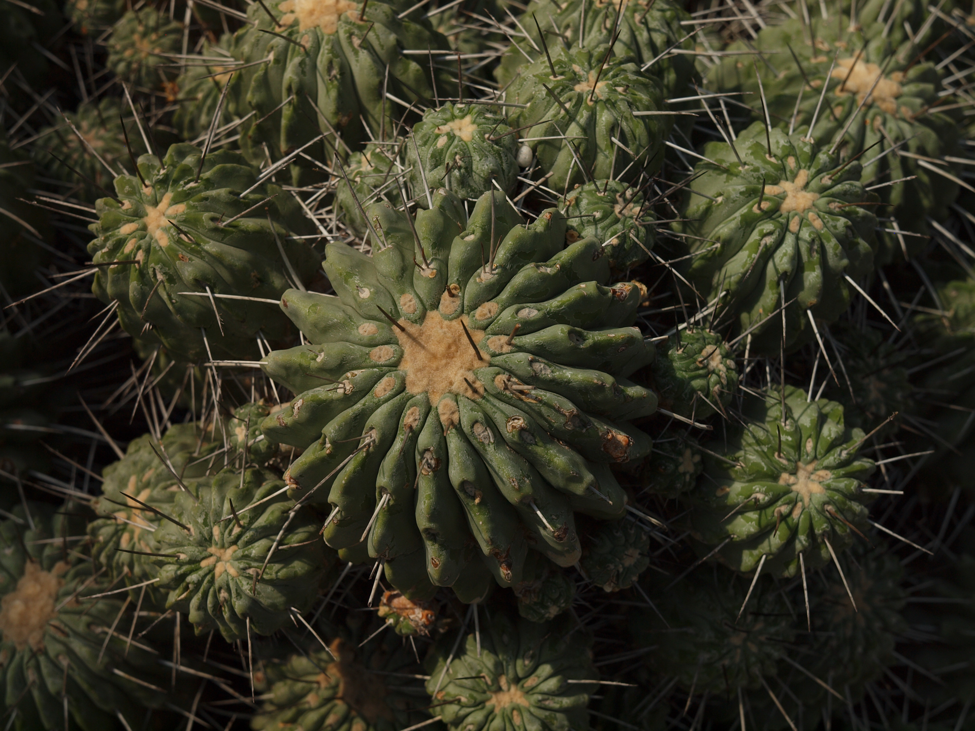 絞る時は絞るということで深度の少々深いきっちりした描写を目指したわけですが、理想的ですね。<br><span class="fnt-85">オリンパス E-620／ZUIKO DIGITAL ED 14-35mm F2.0 SWD／35mm（70mm相当）／プログラムAE（1/640秒、F5.6、−0.7EV）／ISO 200</span>