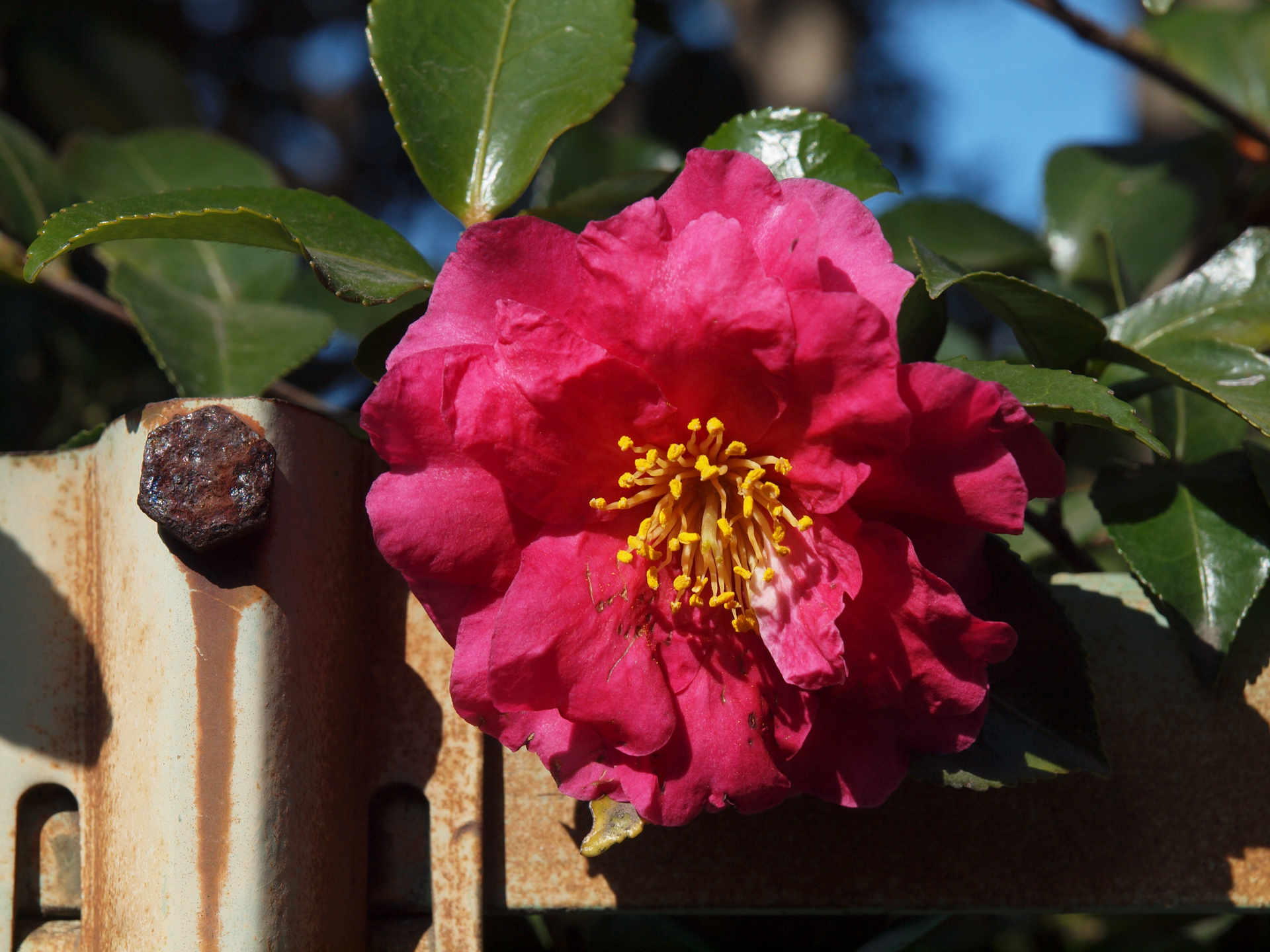 この時期定番の山茶花なんですが、妙に迫力を感じたので撮影してみました。E-5登場時の標準ズームですが、絞るとキンキンの描写になります。<br><span class="fnt-85">オリンパス E-620／ZUIKO DIGITAL ED 12-60mm F2.8-4.0 SW／60mm（120mm相当）／プログラムAE（1/500秒、F7.1、−0.3EV）／ISO 200</span>