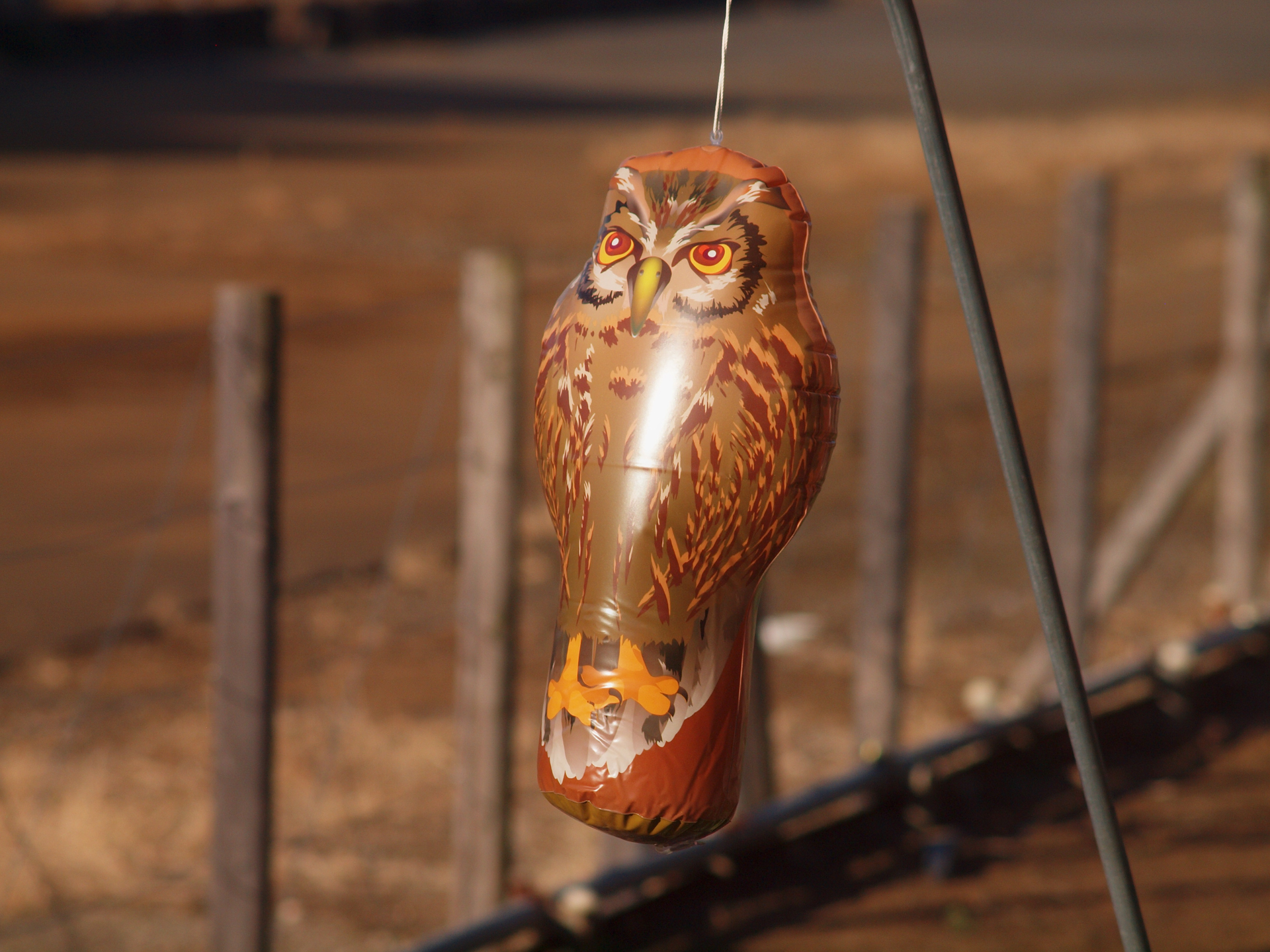 お安い超望遠ズームが出てまいりました。ED表記とかもないのでノーマルなレンズのようです。なぜウチにこれがあるのかは謎ですが、よく写ることは確かです。<br><span class="fnt-85">オリンパス E-620／ZUIKO DIGITAL 40-150mm F3.5-4.5／150mm（300mm相当）／絞り優先AE（1/1,600秒、F6.3、−0.3EV）／ISO 400</span>