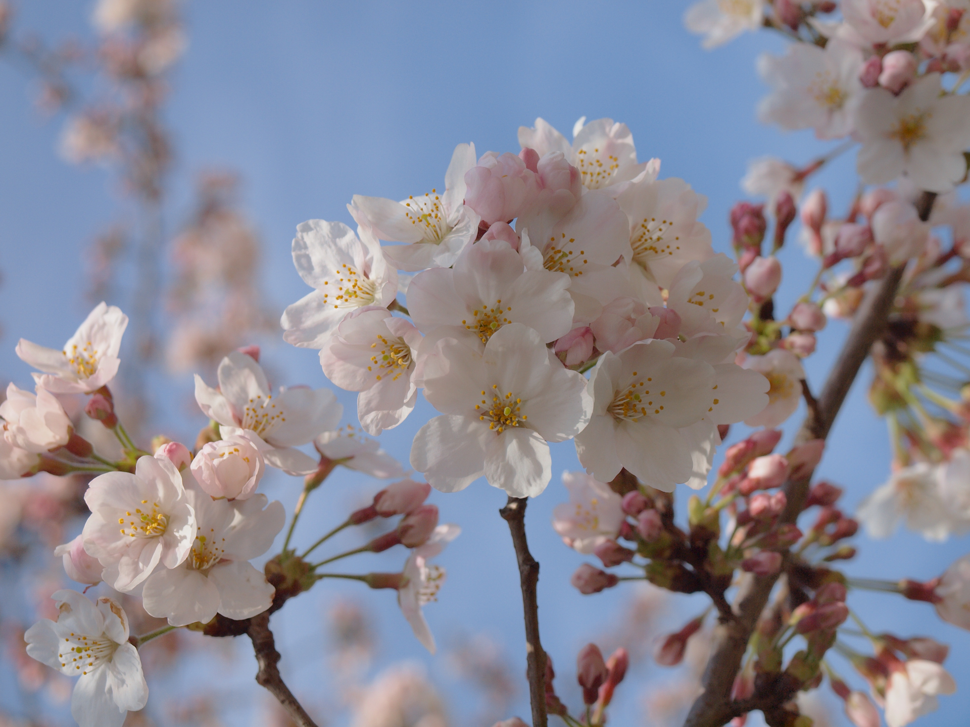 発売年の4月に撮影した桜の写真が出てきました。軽く現像をし直してみましたけど、良い描写です。<br><span class="fnt-85">オリンパス E-620／ZUIKO DIGITAL ED 14-42mm F3.5-5.6／14mm（28mm相当）／絞り優先AE（1/1,000秒、F6.3、+0.3EV）／ISO 200</span>