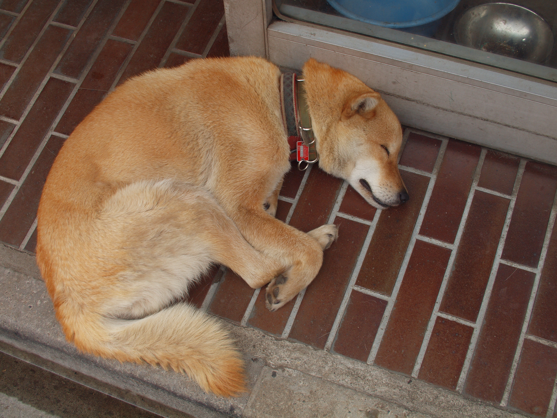 毛並みの描写がいい感じです。撮影場所は覚えていませんが、撮影したらシャッター音に反応してこの犬は薄目を開けたことだけは覚えております。これもE-620発売年に撮影していますが、これ以降のコマがないということは飽きてしまったのか。<br><span class="fnt-85">オリンパス E-620／ZUIKO DIGITAL 25mm F2.8／25mm（50mm相当）／絞り優先AE（1/320秒、F5.6、−0.7EV）／ISO 200</span>