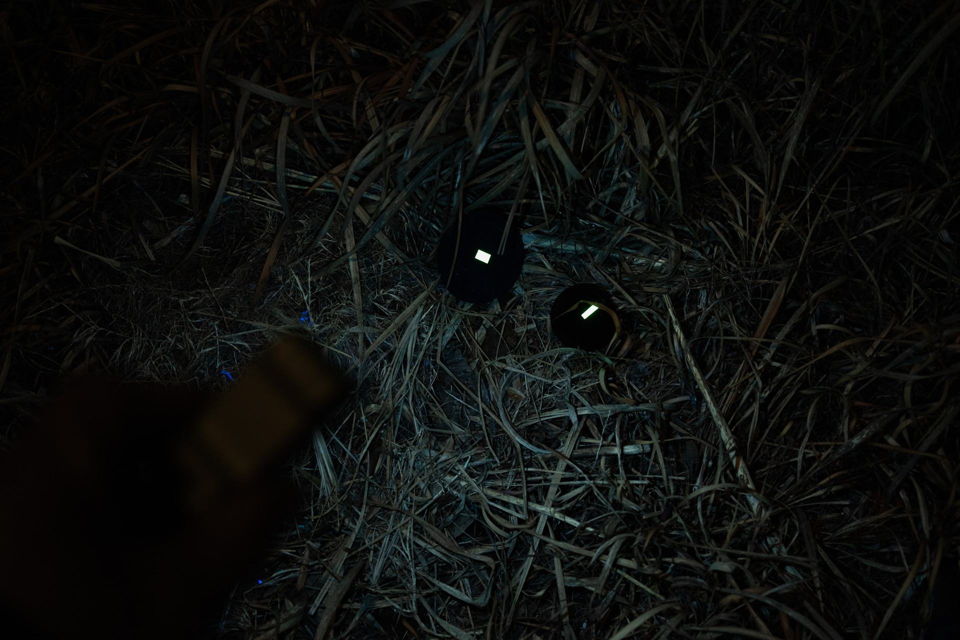 草むらに落としたキャップ類もUVライトで照らすだけで即座に発見できる。