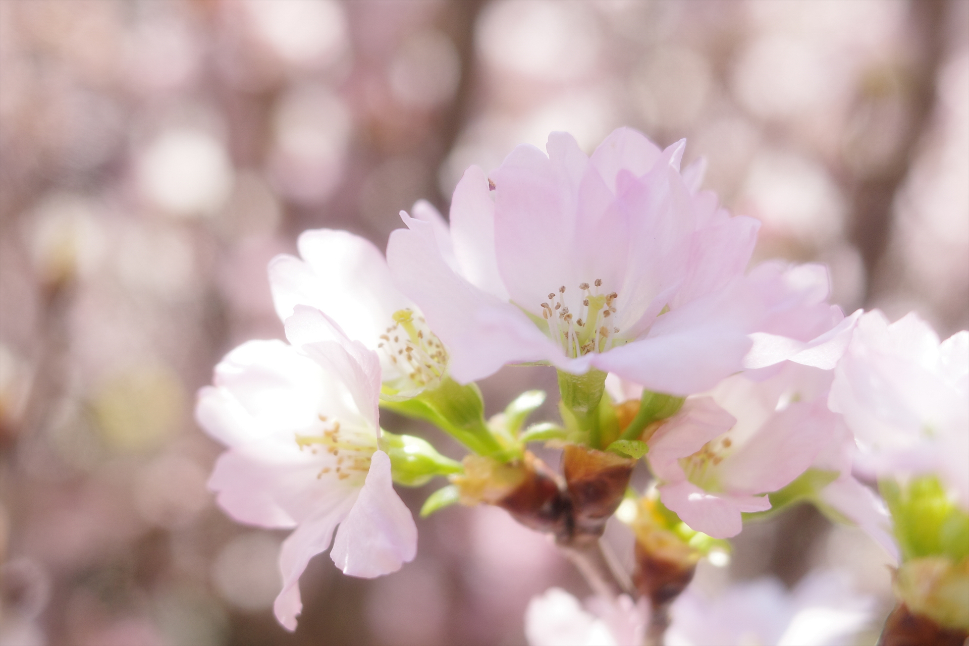 春を呼ぶ桜「啓翁桜」は、まるで綿菓子のようなかわいらしさ<br><span class="fnt-85">GR IV HDF／18.3mm（クロップ50mm・マクロモード）／プログラムAE（F3.2、1/500秒、＋1.3EV）／ISO 200／WB：AWB／イメージコントロール：ビビッド</span>