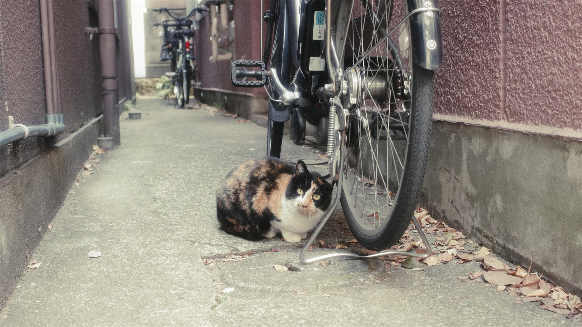 路地でこちらの様子をうかがっていた猫。毛並みは実際よりソフトな印象になった<br><span class="fnt-85">GR IV HDF／18.3mm（クロップ50㎜）／絞り優先AE（F2.8、1/30秒、＋1EV）／ISO 500／WB：AWBウォーム／イメージコントロール：シネマ調（Y）</span>