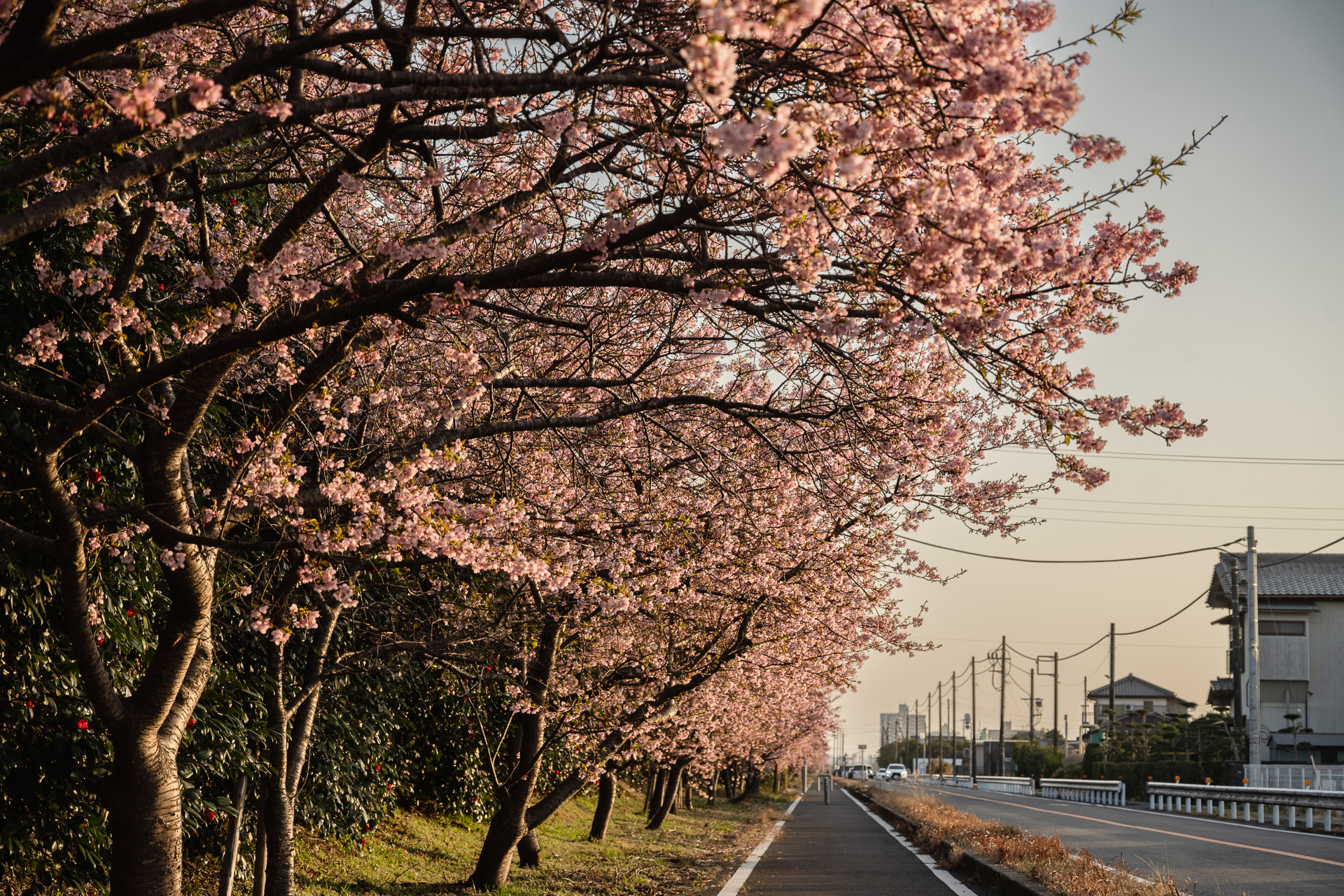 ニコン Z7／NIKKOR Z 24-70mm f/4 S／70mm／絞り優先AE（1/400秒、F5.6）／ISO 125