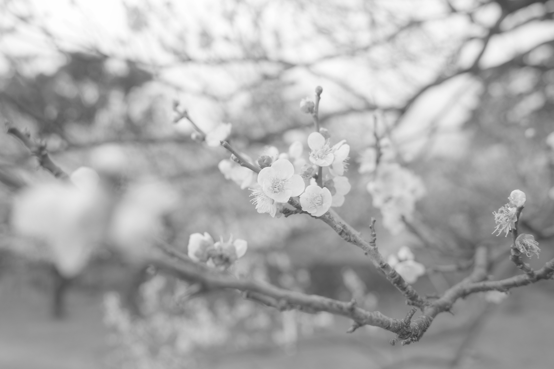 RICOH GR IV Monochrome／18.3mm／マニュアル露出（F2.8、1/100秒、+1.3EV）／ISO 320／イメージコントロール：ソフト