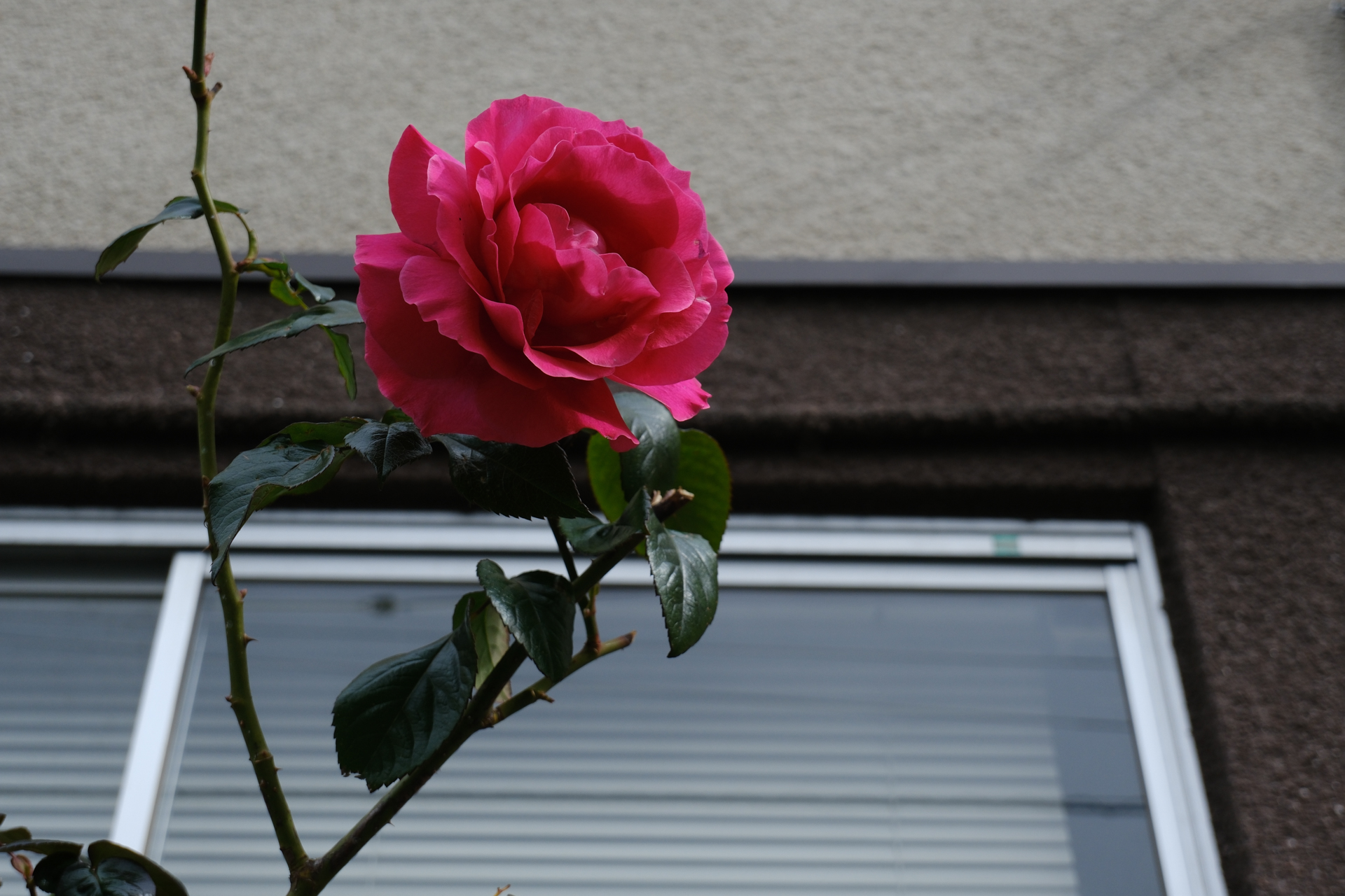 冬に咲くバラを見つけ。この条件では開放絞りでも背景は大きくはボケないですね。あたりまえなんですが。<br><span class="fnt-85">富士フイルム X-T30 III／XC13-33mmF3.5-6.3 OIS／33mm（50mm相当）／絞り優先AE（1/750秒、F6.3、−0.7EV）／ISO 400／フィルムシミュレーション: PROVIA</span>