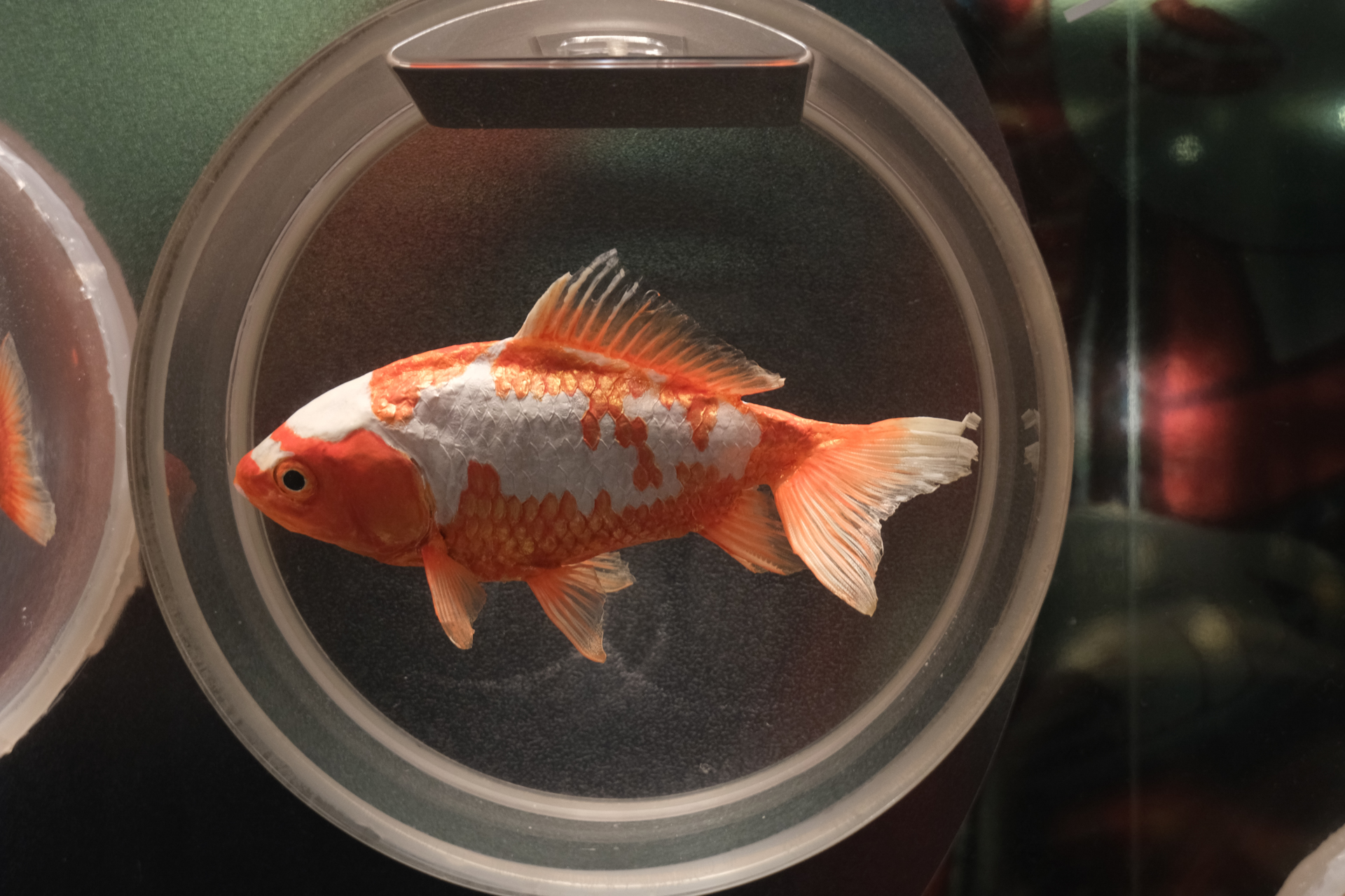 廉価ズームだけど少し神経使って撮影すると期待を裏切らないですね。もうちょっと外装にこだわりほしいけど。<br><span class="fnt-85">富士フイルム X-T30 III／XC13-33mmF3.5-6.3 OIS／33mm（50mm相当）／絞り優先AE（1/40秒、F6.3、−0.7EV）／ISO 1600／フィルムシミュレーション: PROVIA</span>