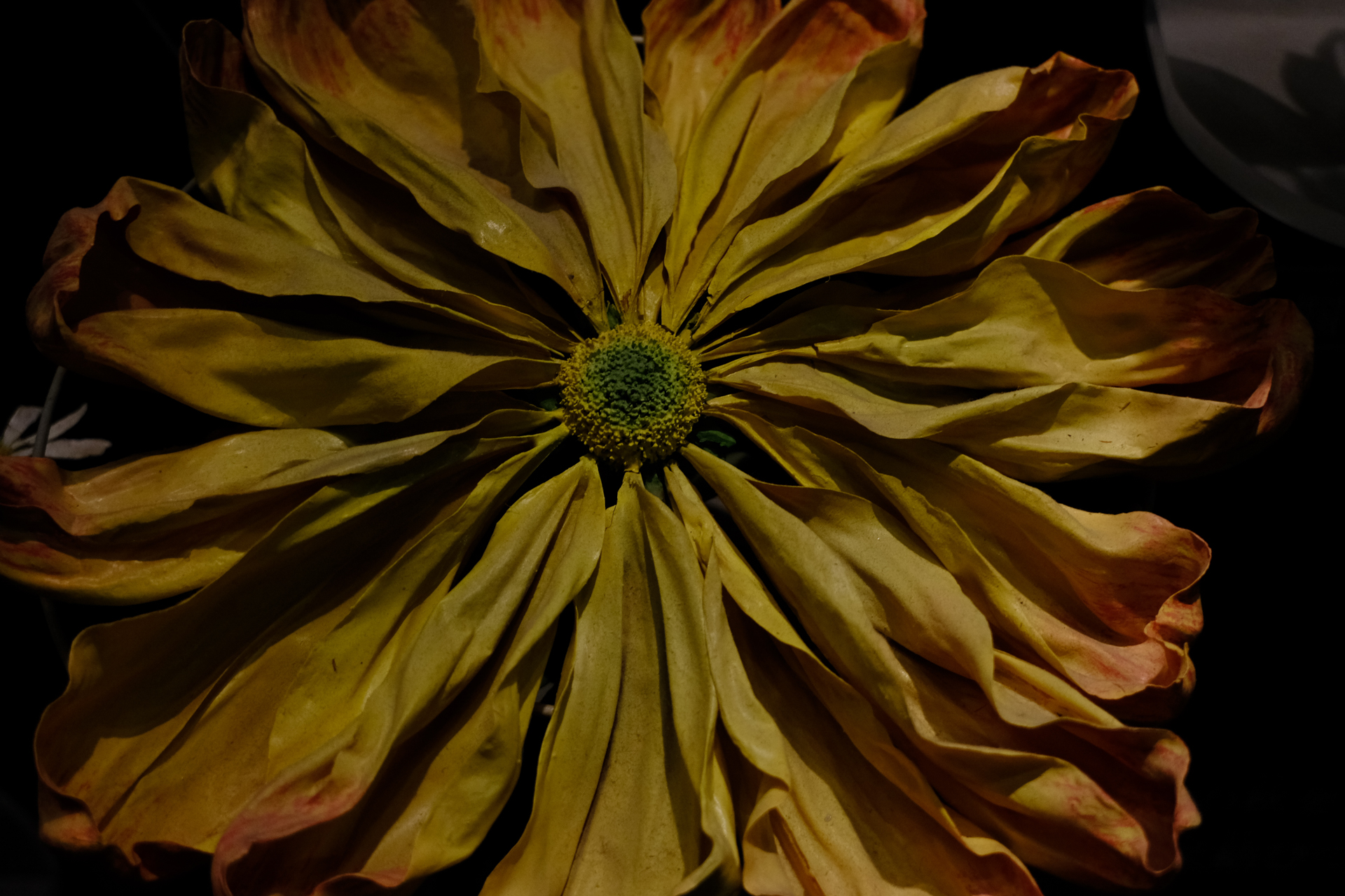 最至近距離撮影ですが、性能変化を感じません。明るさに無理がないからでしょうか。<br><span class="fnt-85">富士フイルム X-T30 III／XC13-33mmF3.5-6.3 OIS／33mm（50mm相当）／絞り優先AE（1/55秒、F6.3、−1EV）／ISO 1600／フィルムシミュレーション: PROVIA</span>