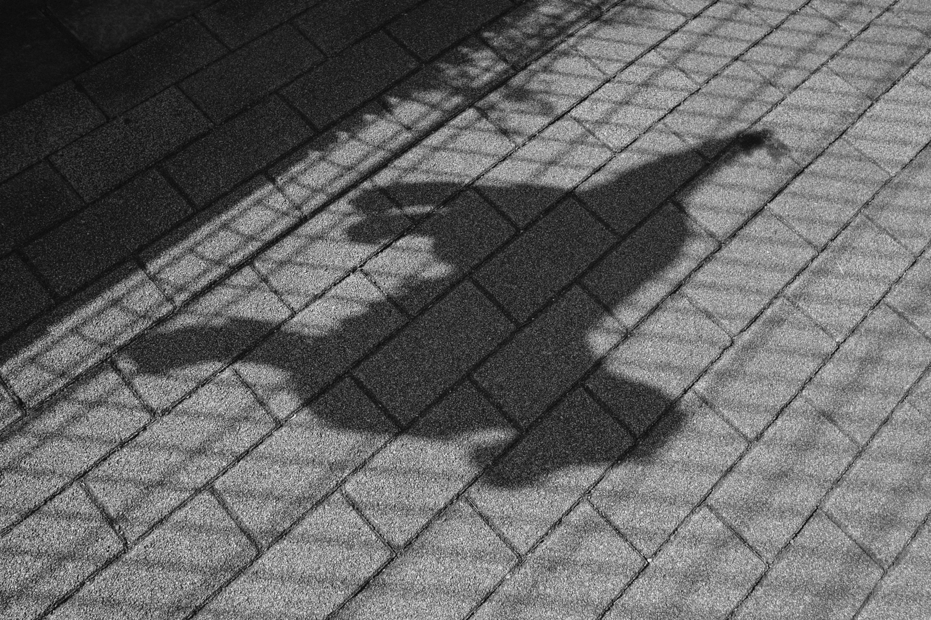 もともとモノトーンな光景だったので、モノクロで現像してしまおうと試してみた作例です。あまり必然はないですが調子は好みです。<br><span class="fnt-85">富士フイルム X-T30 III／XF18mmF2 R／18mm（27mm相当）／プログラムAE（1/800秒、F6.4、−0.7EV）／ISO 400／フィルムシミュレーション: ACROS</span>