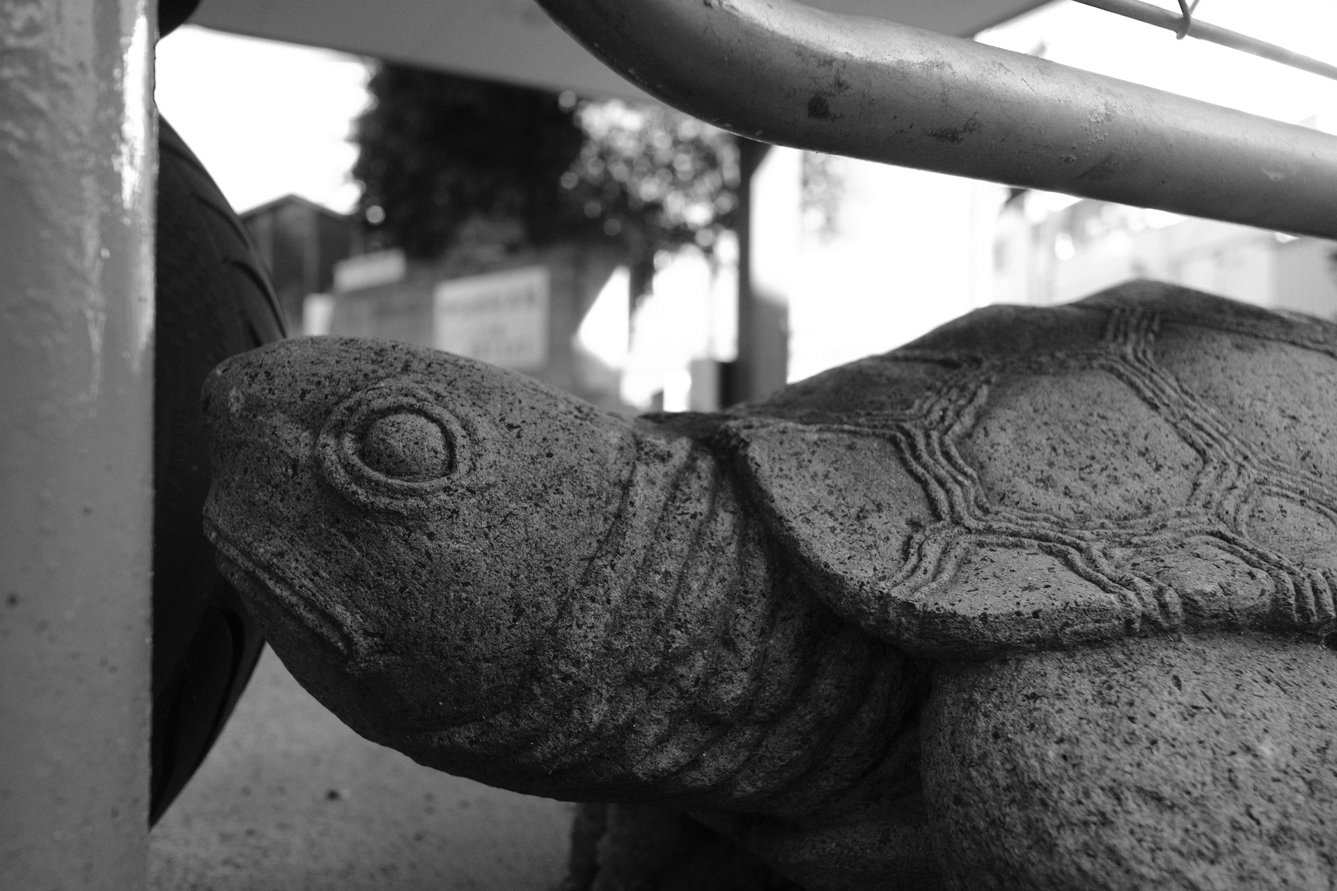 しゃがまないと撮影できない位置にあったので、チルトしたLCDで適当に撮影したらうまくハマったという例で他に意味はないのですが、背景のハイライトだけ、カメラ内現像のトーンカーブで落としてみました。<br><span class="fnt-85">富士フイルム X-T30 III／XF18mmF2 R／18mm（27mm相当）／プログラムAE（1/160秒、F4.5、±0.0EV）／ISO 400／フィルムシミュレーション: ACROS</span>