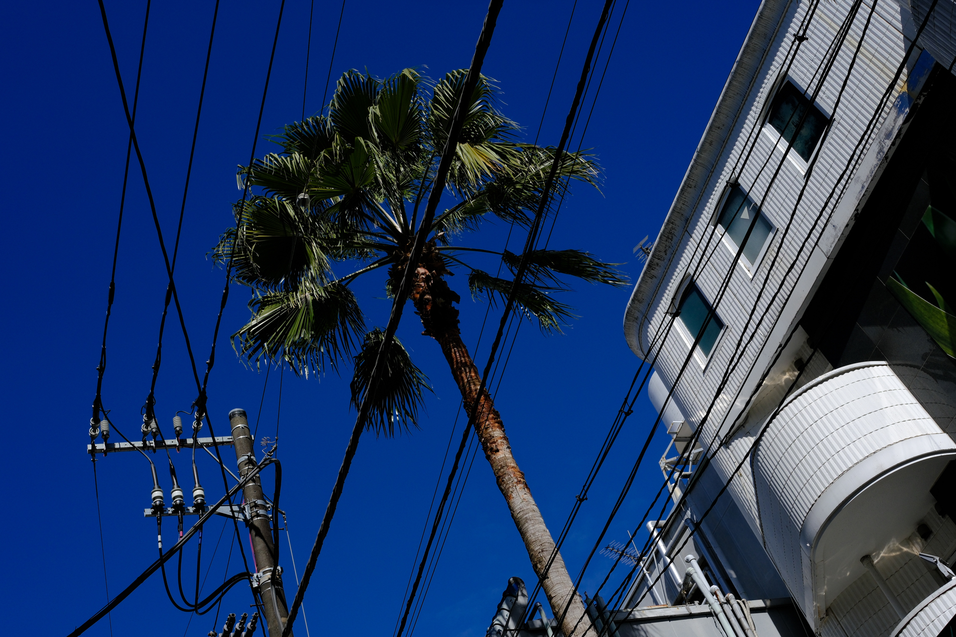 渋谷は円山町なんですが、仕事先の真ん前の光景。非日常感を出すために、カラークロームブルーなるエフェクトを採用してみました（笑）。<br><span class="fnt-85">富士フイルム X-T30 III／XF27mmF2.8 R WR／27mm（41mm相当）／絞り優先AE（1/1,100秒、F8.0、−0.7EV）／ISO 400／カラークロームブルー</span>