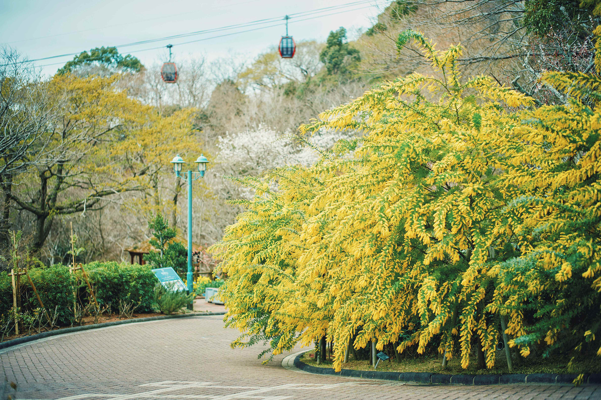 ミモザが咲き誇る散歩道