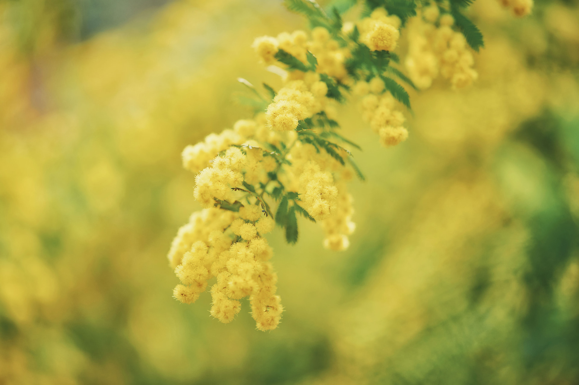 ふわふわで可愛いミモザの花