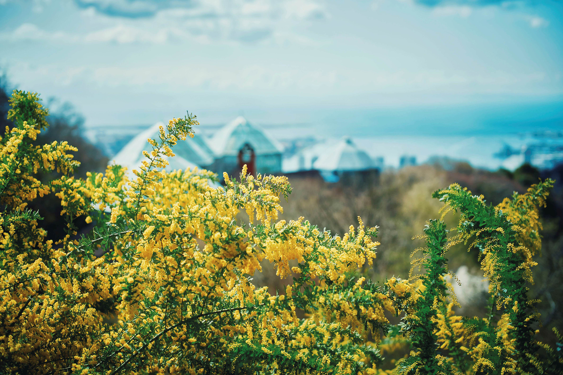 デッキから眺めるミモザと神戸の景色、グラスハウス（温室）