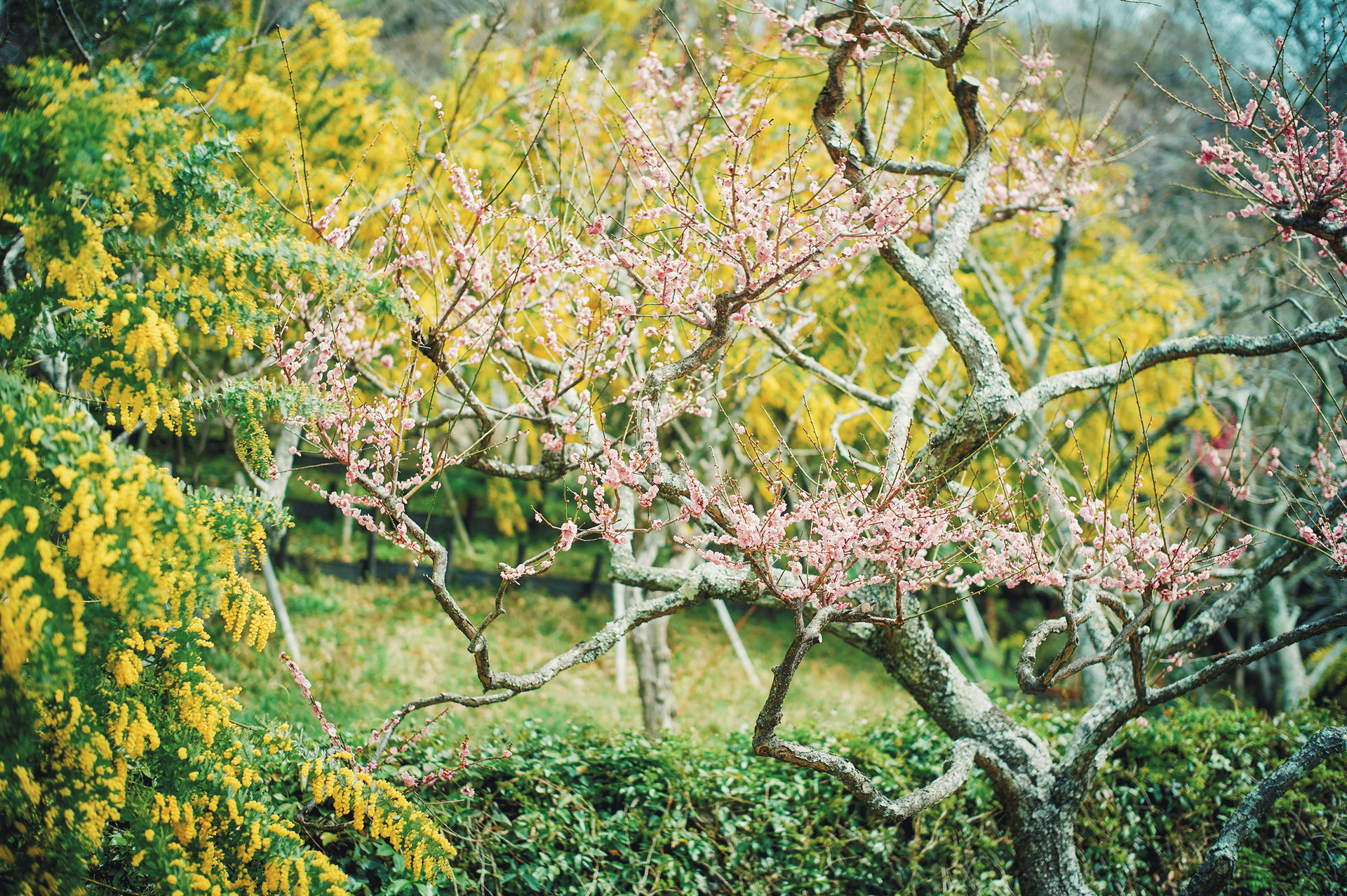 ミモザとウメ