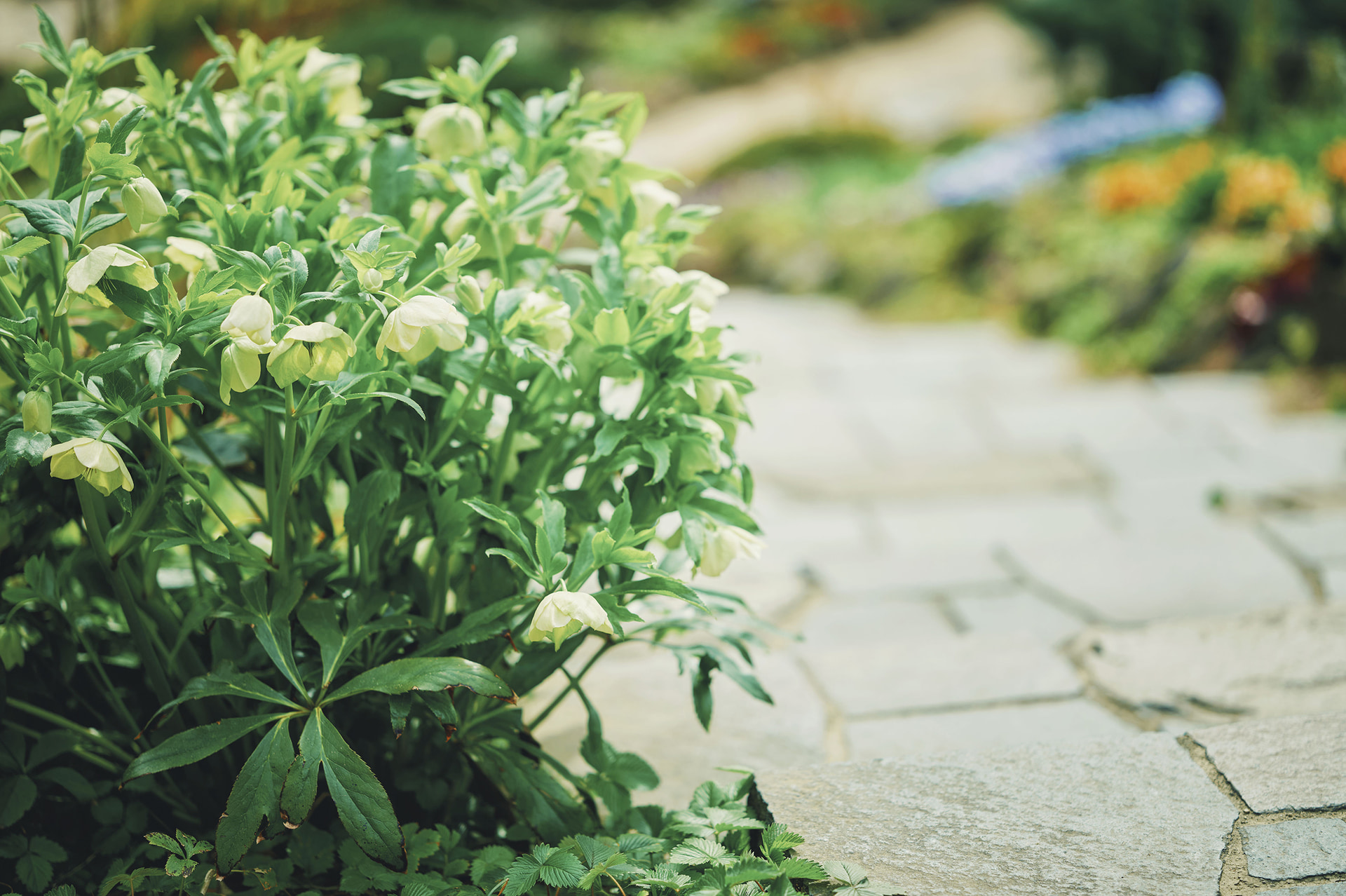 可憐なクリスマスローズ