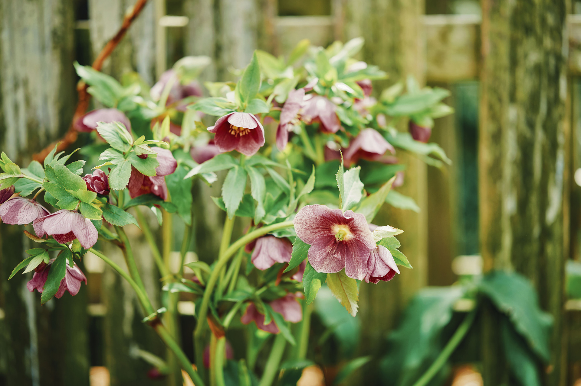 可憐なクリスマスローズ