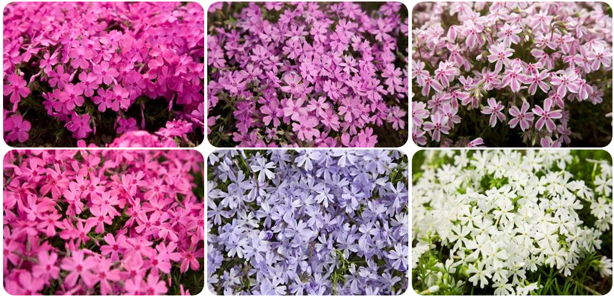 （左上から）マックダニエルクッション、オータムローズ、多摩の流れ<br>（左下から）スカーレットフレーム、オーキントン・ブルーアイ、モンブラン