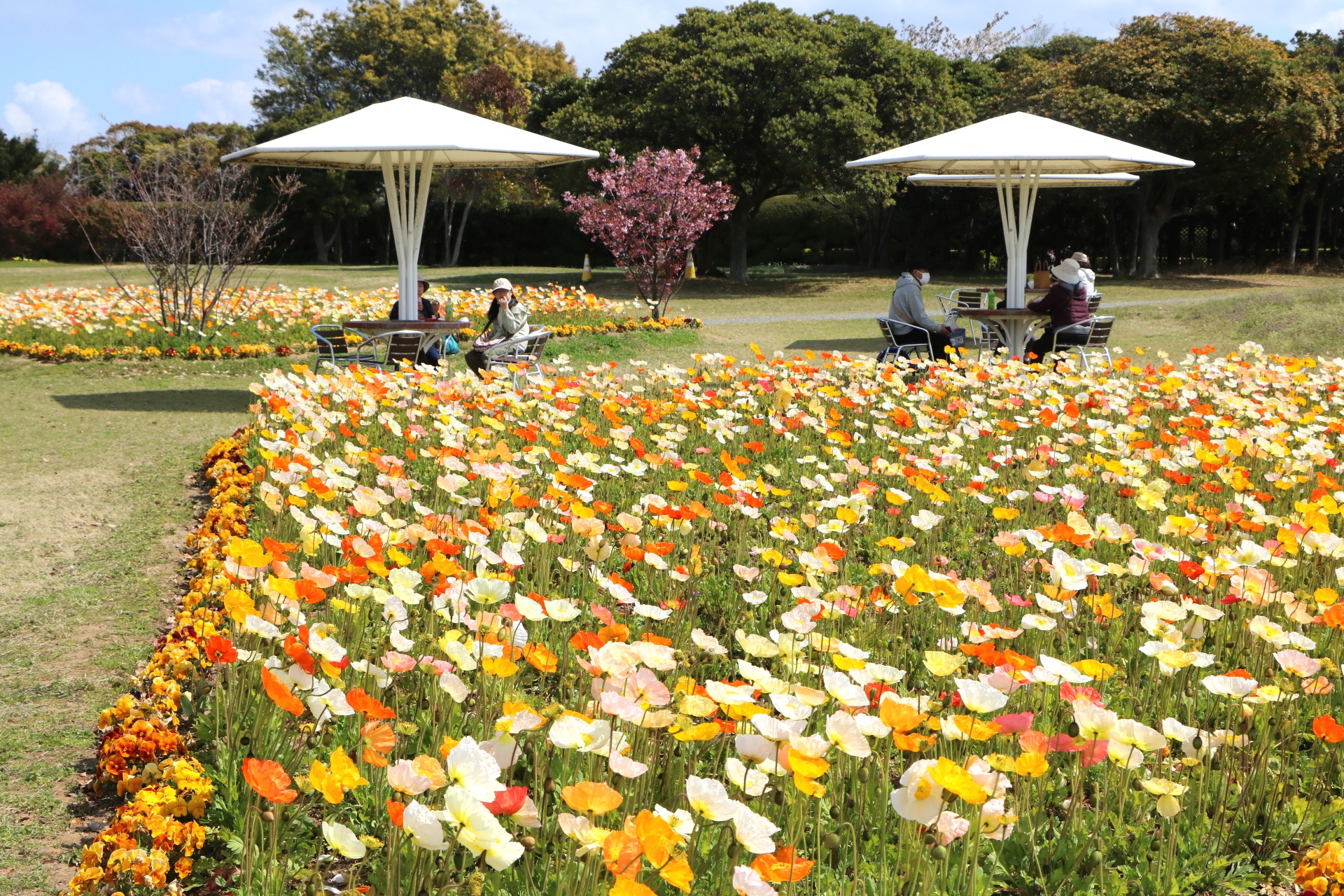 アイスランドポピー