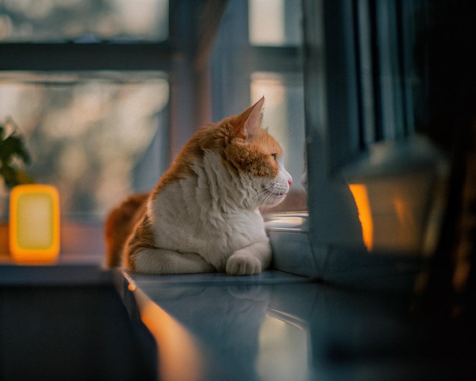 作例（提供：株式会社焦点工房）