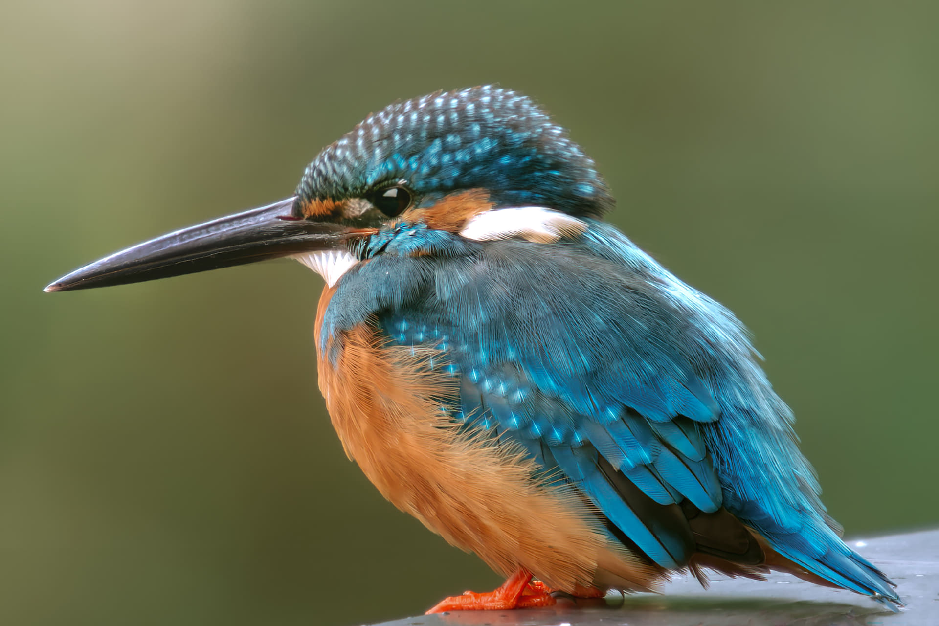 <span class="fnt-85">OM SYSTEM OM-1 Mark II／M.ZUIKO DIGITAL ED 50-200mm F2.8 IS PRO＋MC-20／400mm（35mm判換算800mm相当）／マニュアル露出（F5.6、1/100秒）／ISO 640／WB：曇天／3:2にトリミング</span>