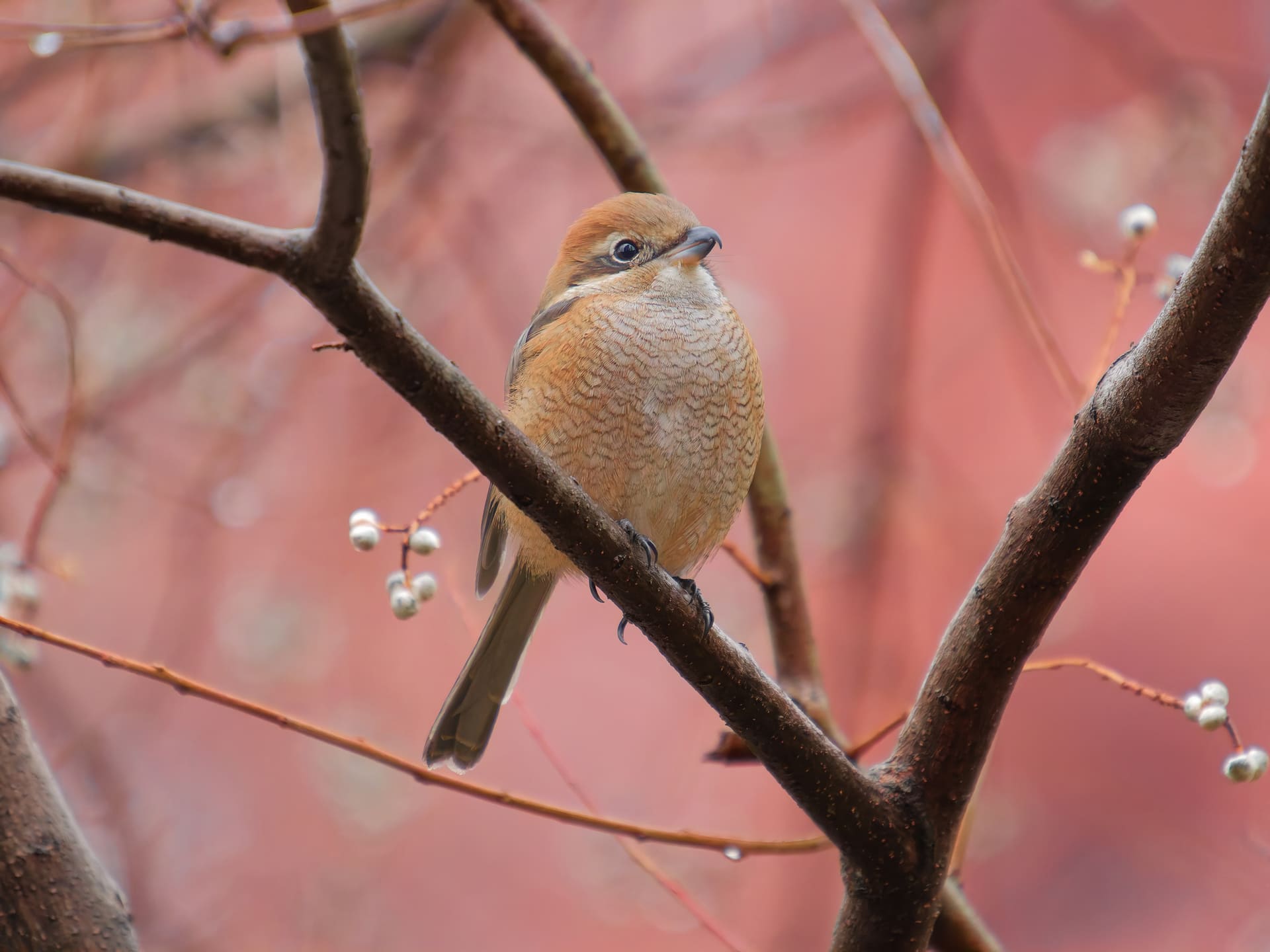 <span class="fnt-85">OM SYSTEM OM-1 Mark II／M.ZUIKO DIGITAL ED 50-200mm F2.8 IS PRO＋MC-20／400mm（35mm判換算800mm相当）／絞り優先AE（F5.6、1/400秒、±0EV）／ISO 5000／WB：晴天</span>