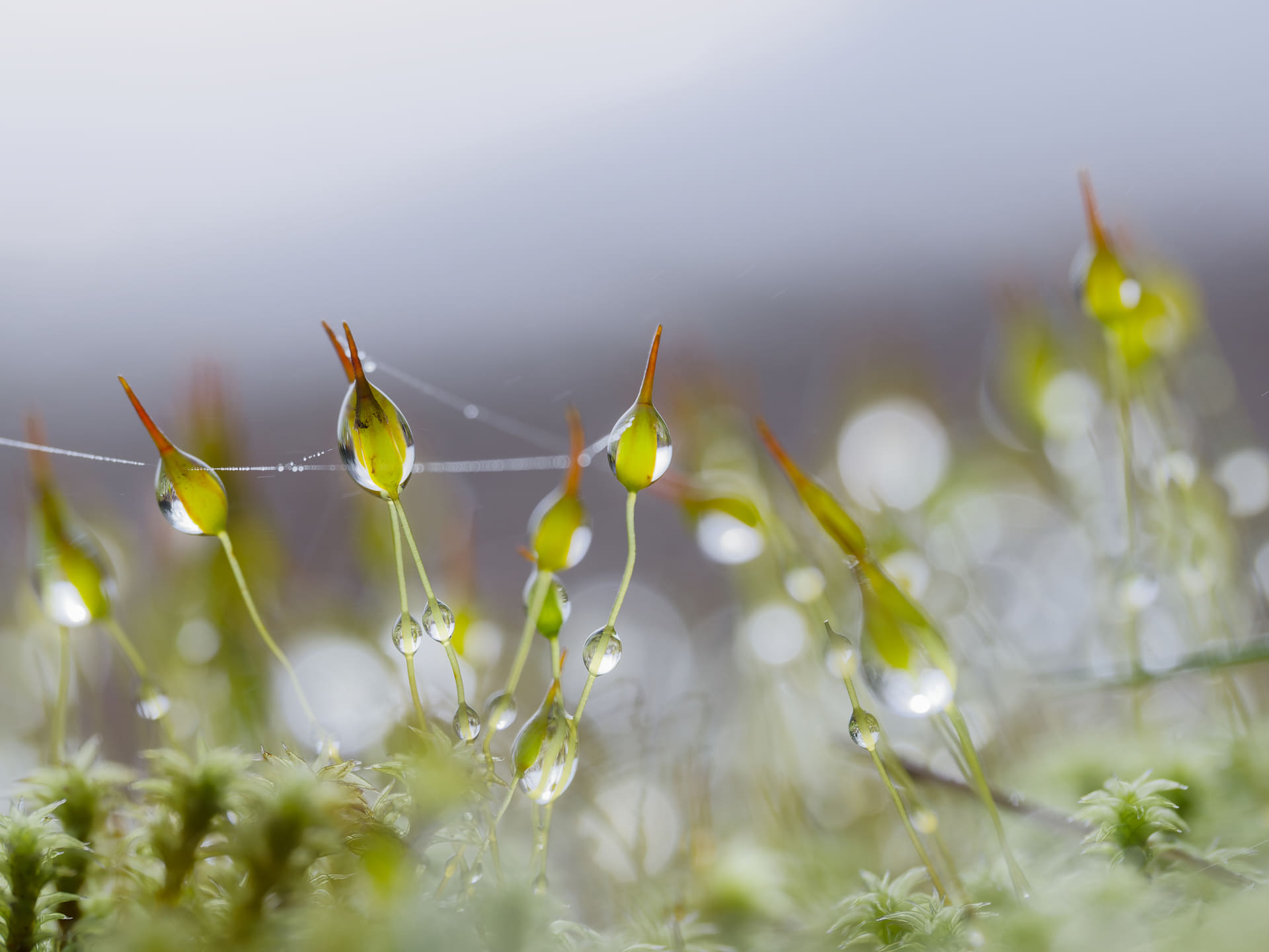 <span class="fnt-85">OM SYSTEM OM-1 Mark II／M.ZUIKO DIGITAL ED 90mm F3.5 Macro IS PRO／90mm（35mm判換算180mm相当）／マニュアル露出（F5、1/800秒）／ISO 320／WB：晴天</span>
