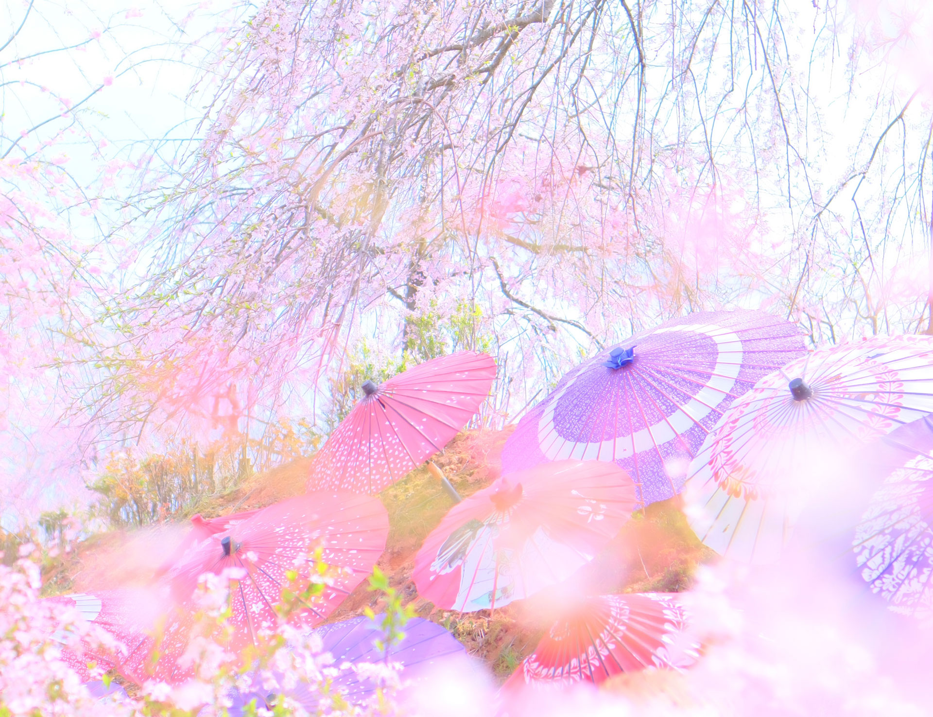 せせらぎの谷（2025年の様子）