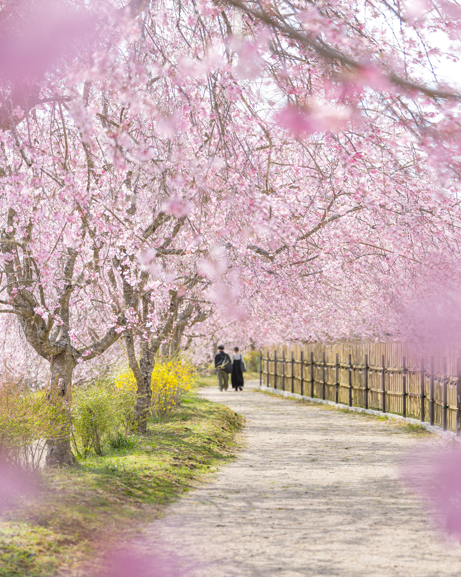 桜のれん（2025年の様子）