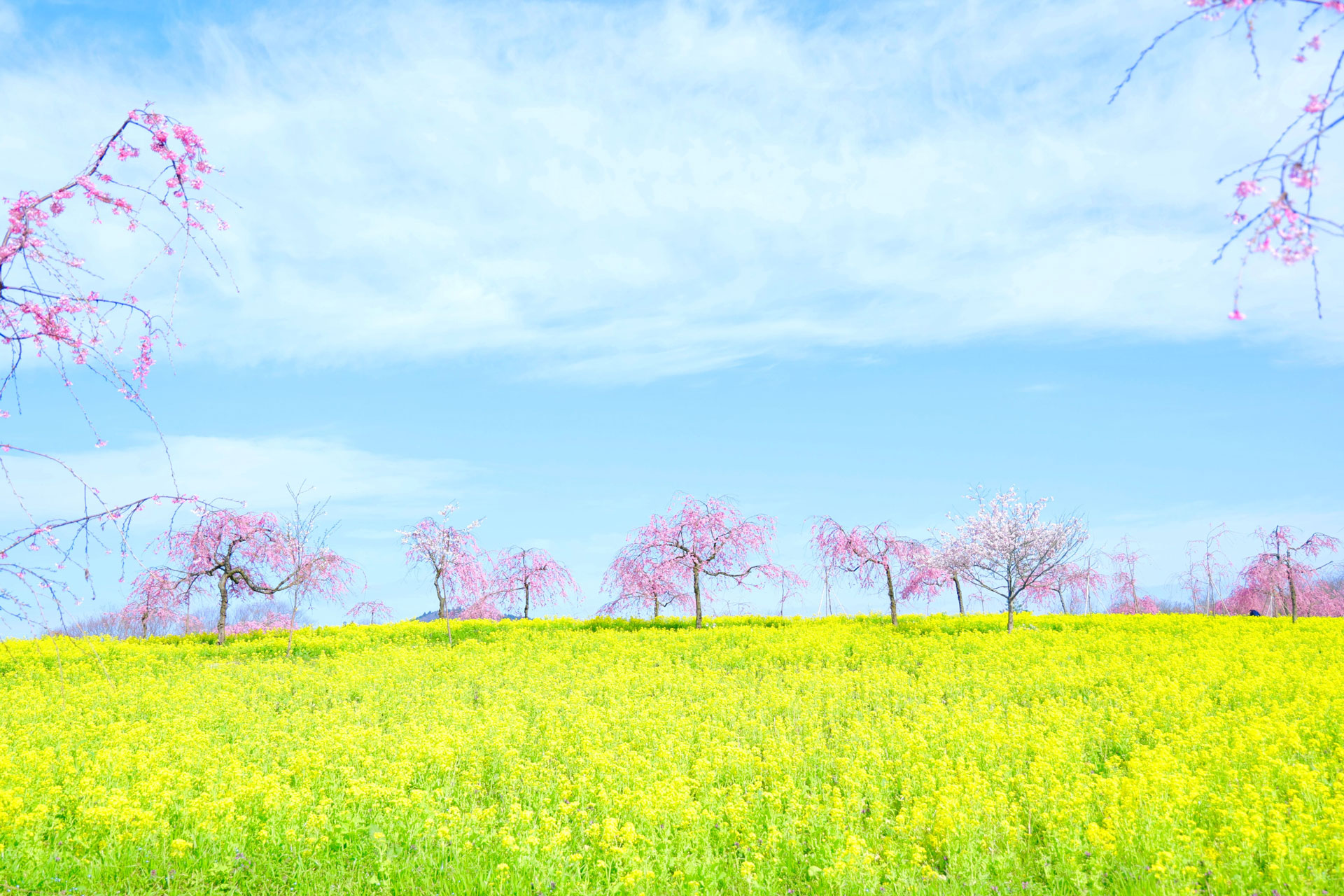 三春の丘（過去の様子）