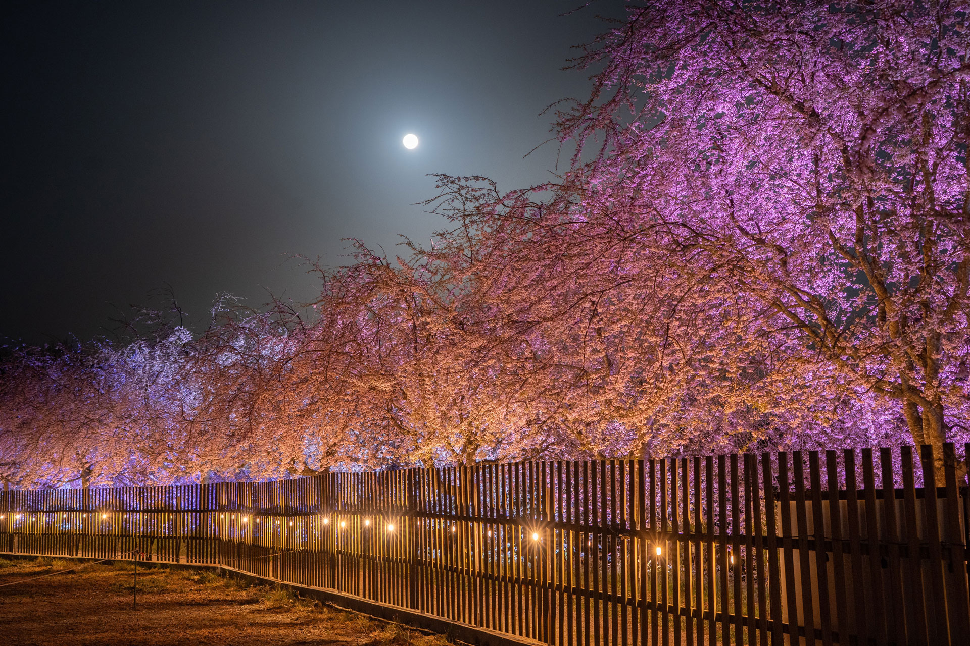 夜桜ライトアップ（2025年の様子）