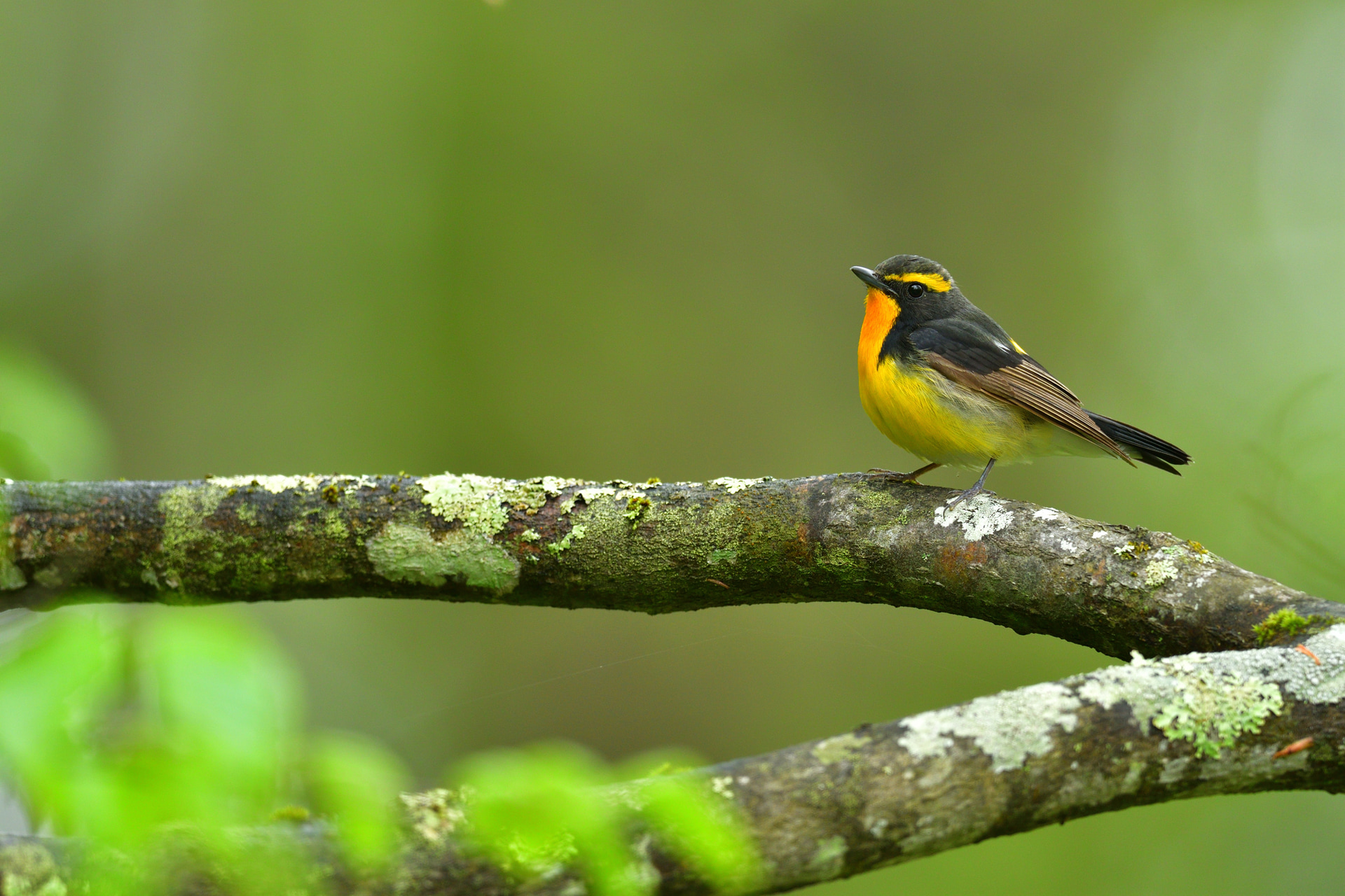 野鳥をいち早く発見・識別し、良い撮影につなげるために双眼鏡は欠かせない