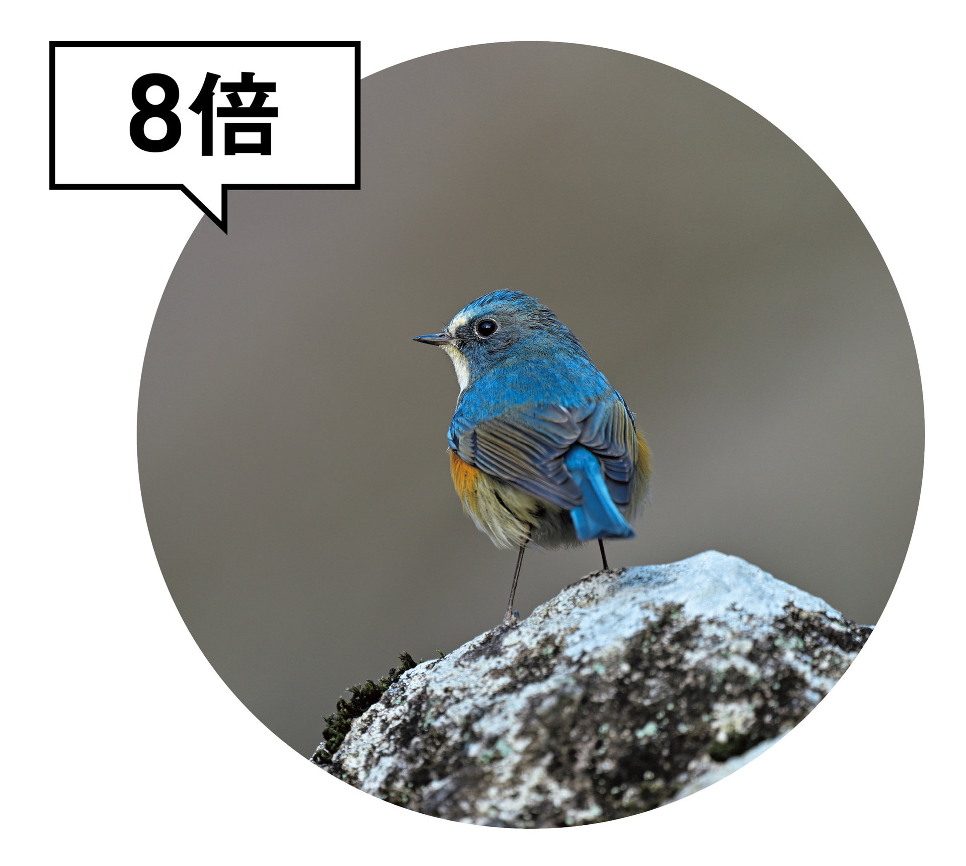 高倍率モデルに比べて視野が広く明るいので、野鳥を導入しやすいのが特徴。そのため初心者でも扱いやすく、初めての1台におすすめだ