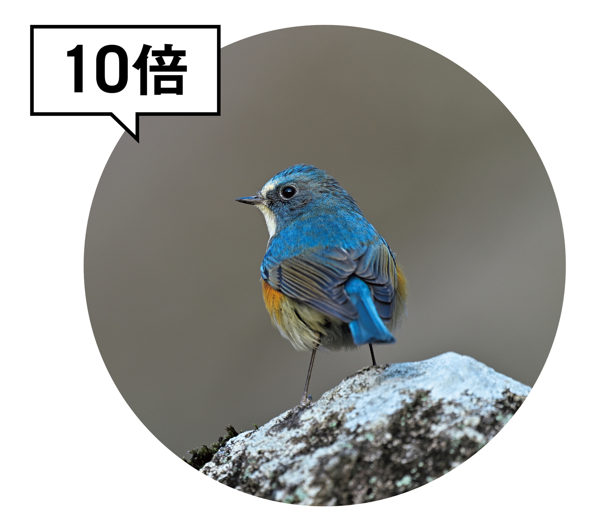 適度な倍率と質量で、双眼鏡としてバランスが良い。筆者は対物レンズ径が異なる10×42、10×32、10×25の10倍双眼鏡を使い分ける