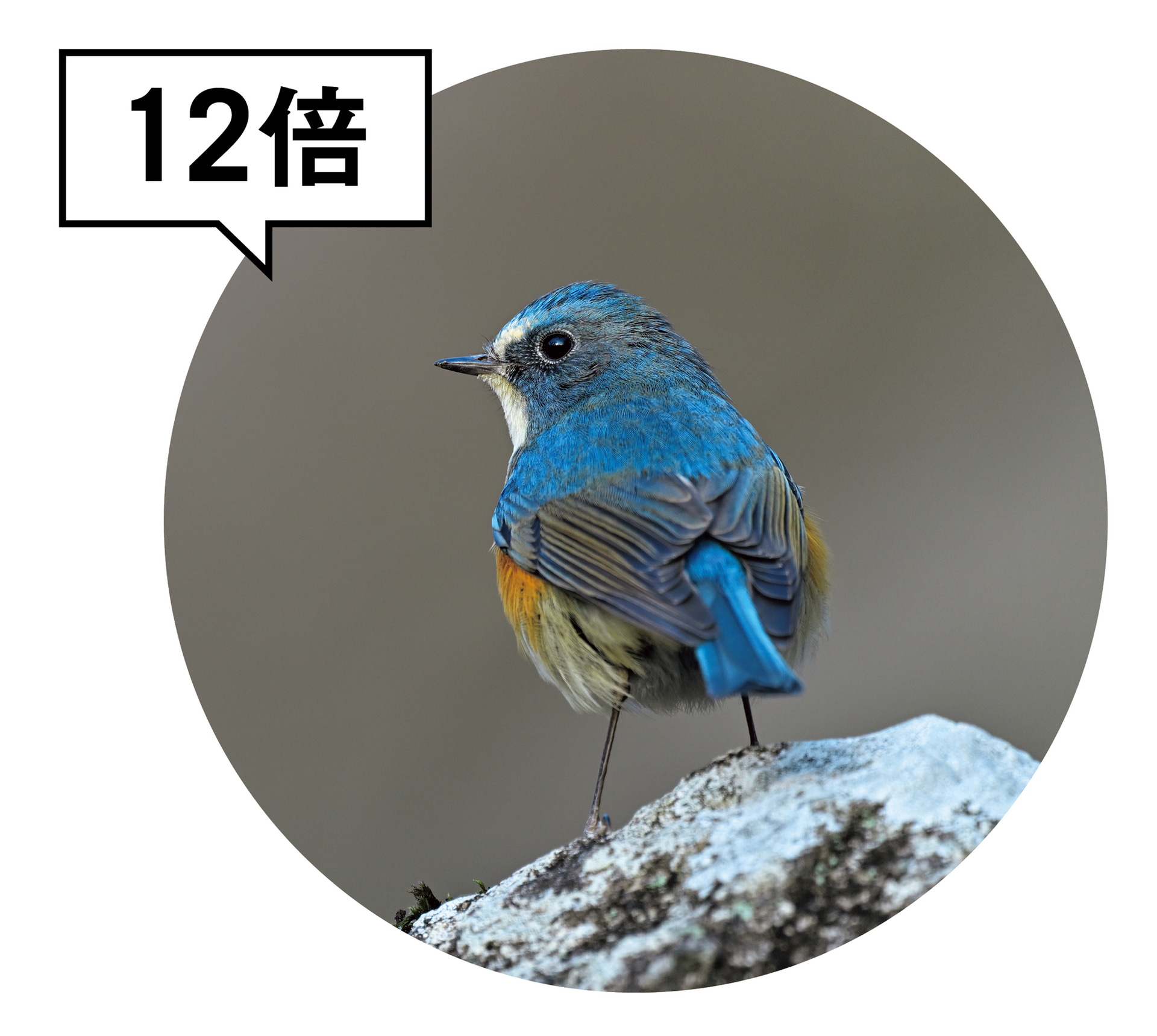 双眼鏡で野鳥を少しでも大きく見たい場合に最適。泥濘地や船上など、三脚を立てられず地上望遠鏡を使えない場所で威力を発揮する